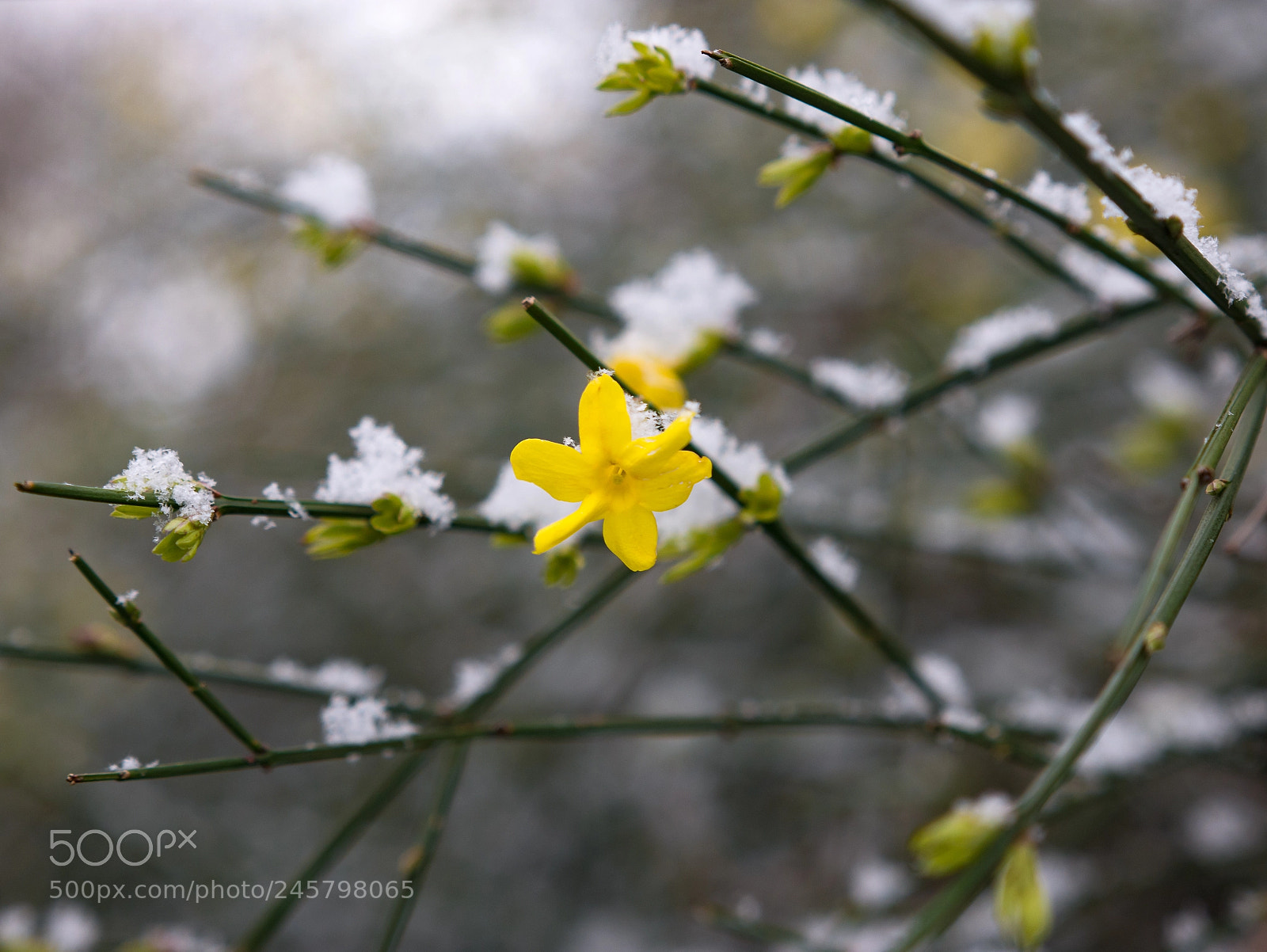Panasonic DMC-G81 sample photo. Last snow of the photography