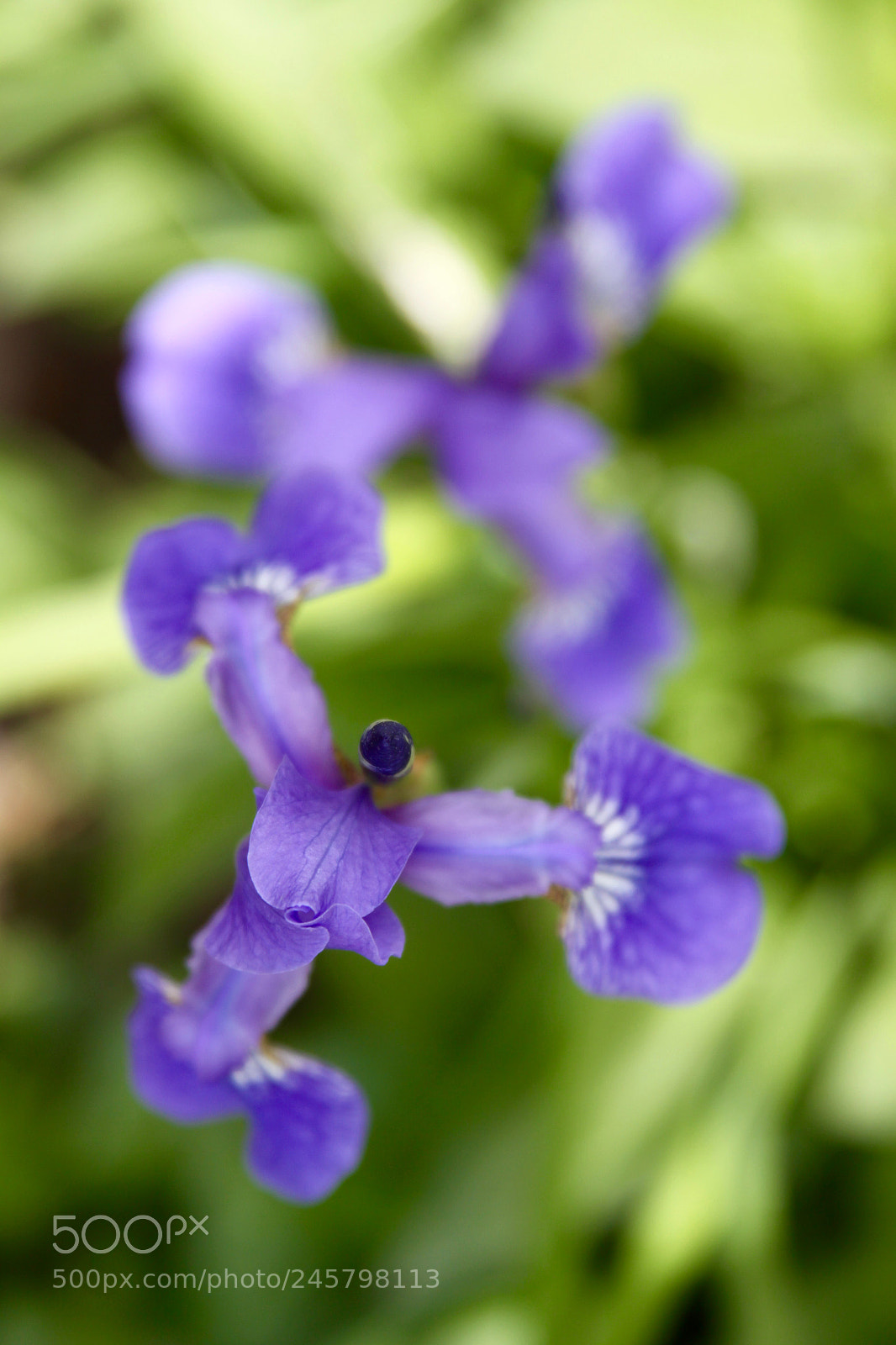 Canon EOS 50D sample photo. Purple photography