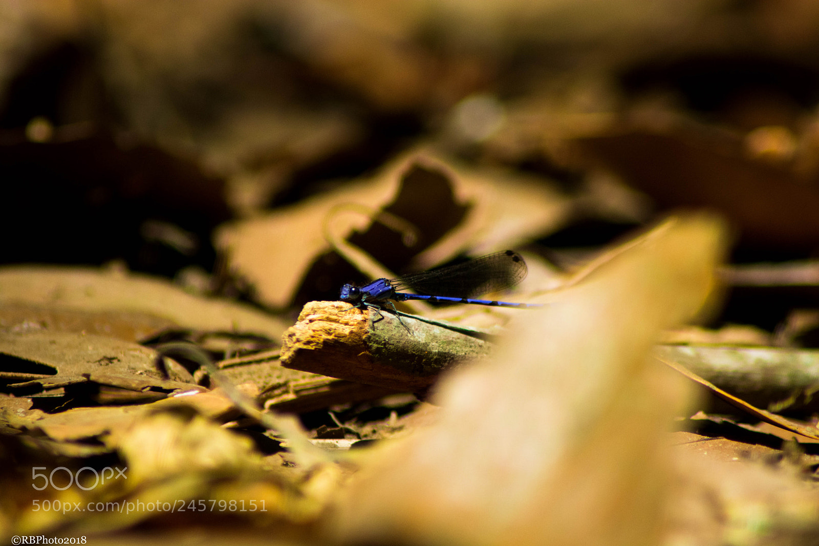 Nikon D5200 sample photo. Dragonfly photography