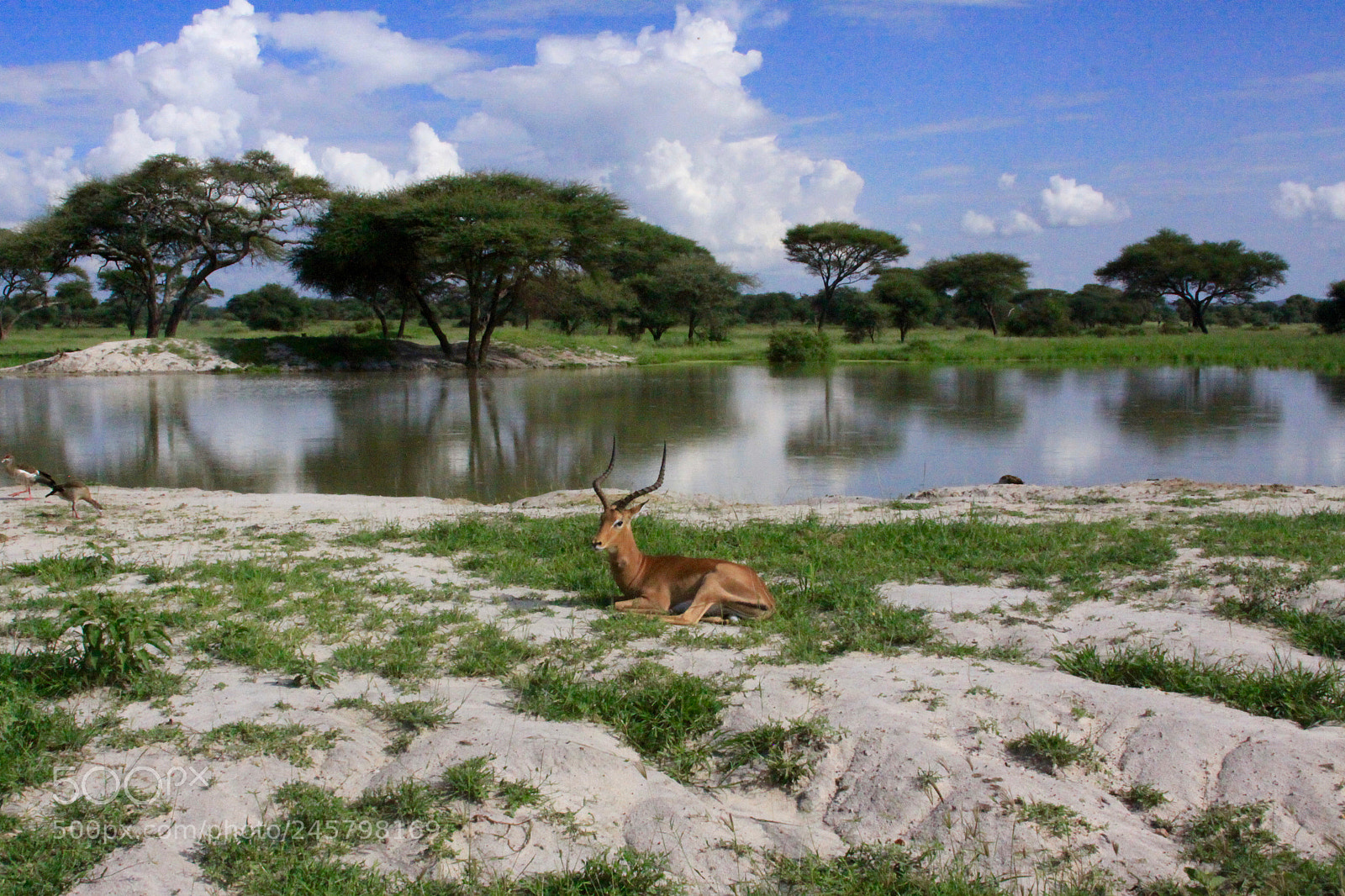 Canon EOS 50D sample photo. Karibu photography