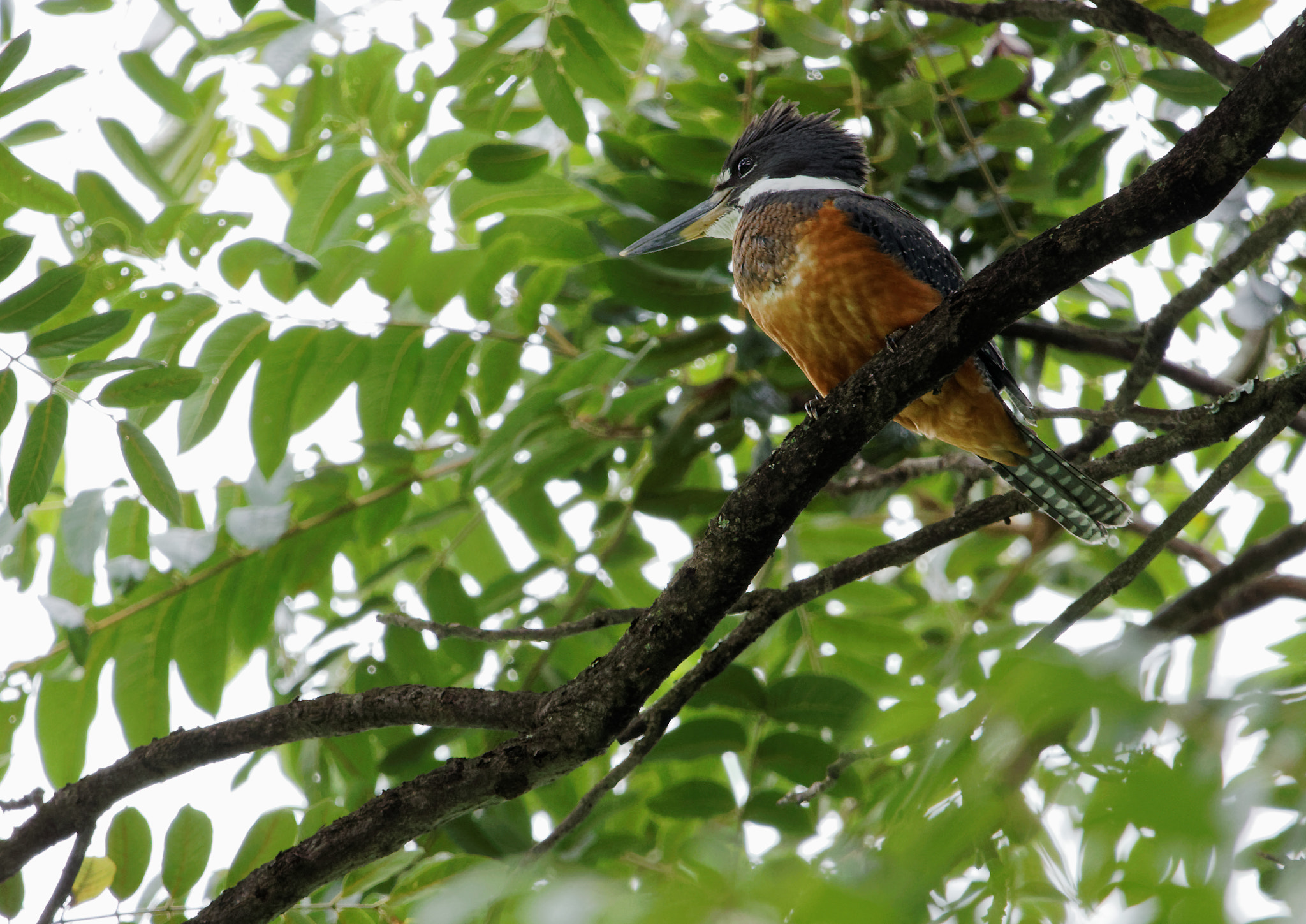 Sigma 150-600mm F5-6.3 DG OS HSM | C sample photo. Ringed kingfisher photography