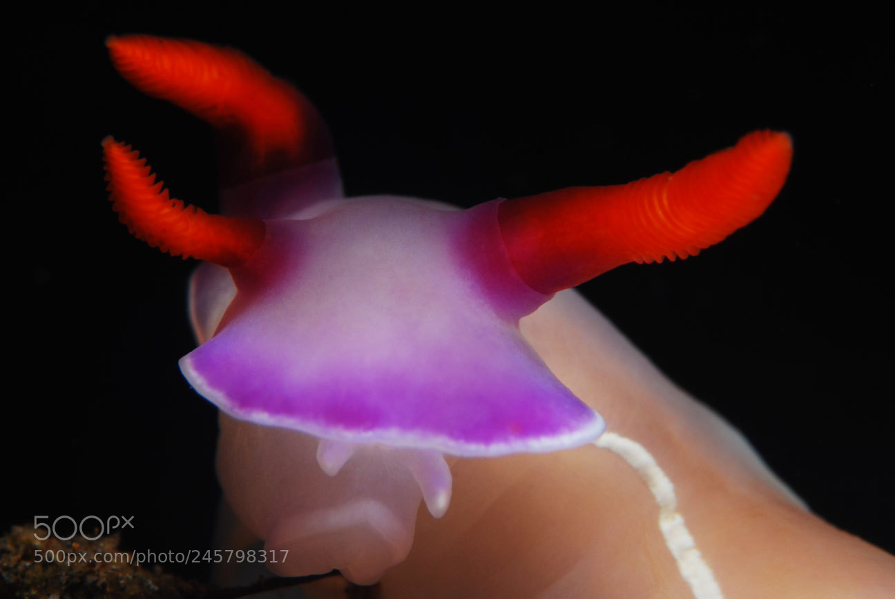 Nikon D80 sample photo. Three horned nudibranch photography