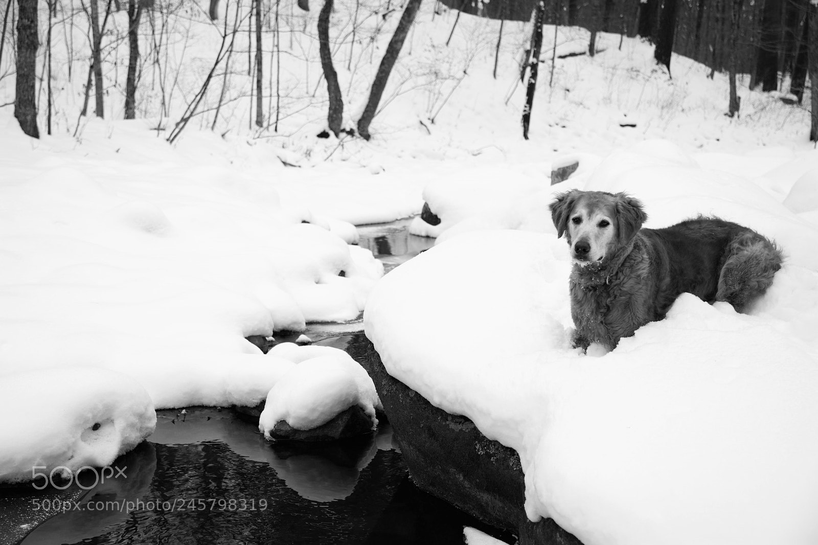 Nikon D7100 sample photo. Resting along the stream photography