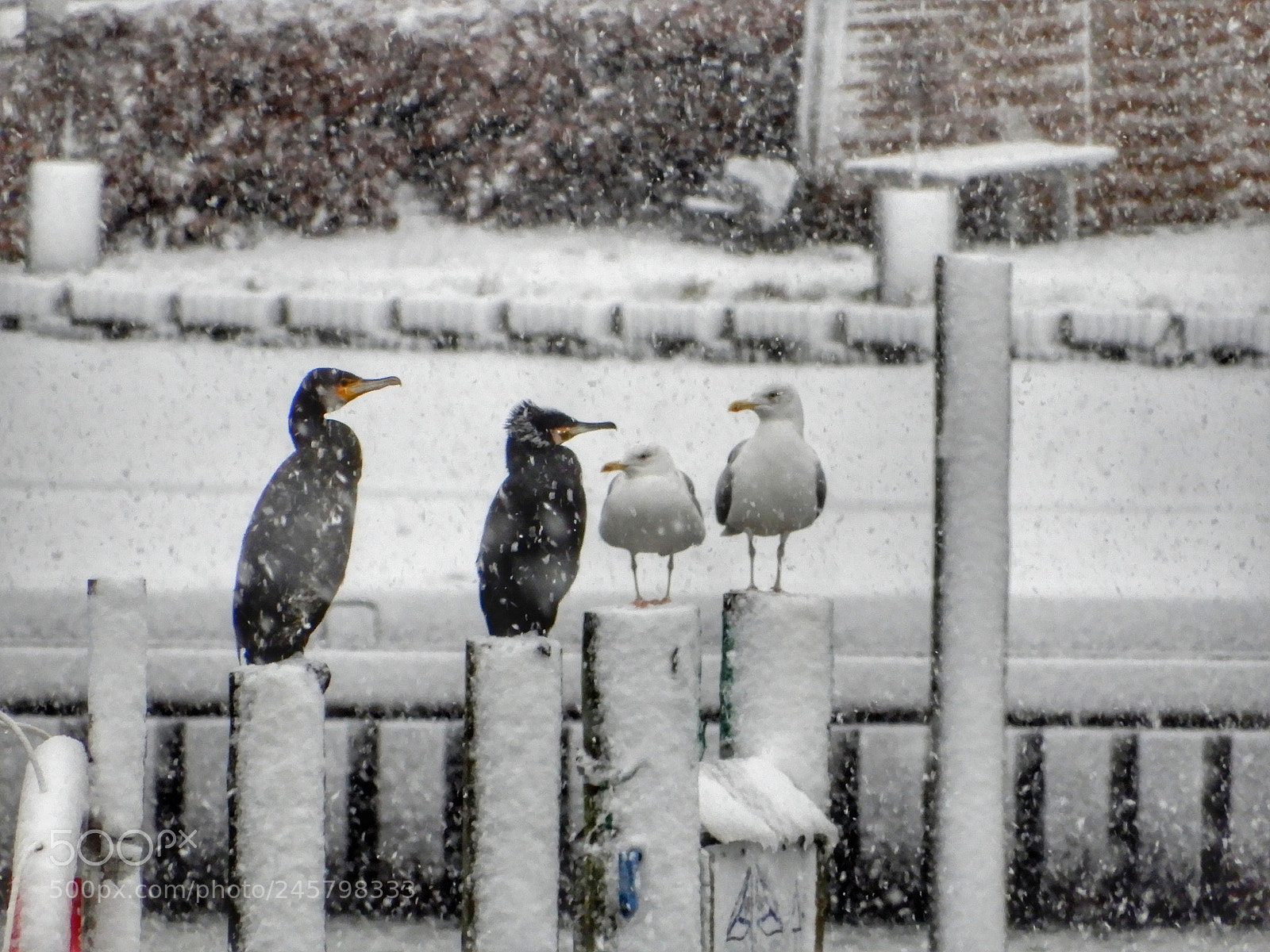Nikon Coolpix A900 sample photo. What to talk about? photography