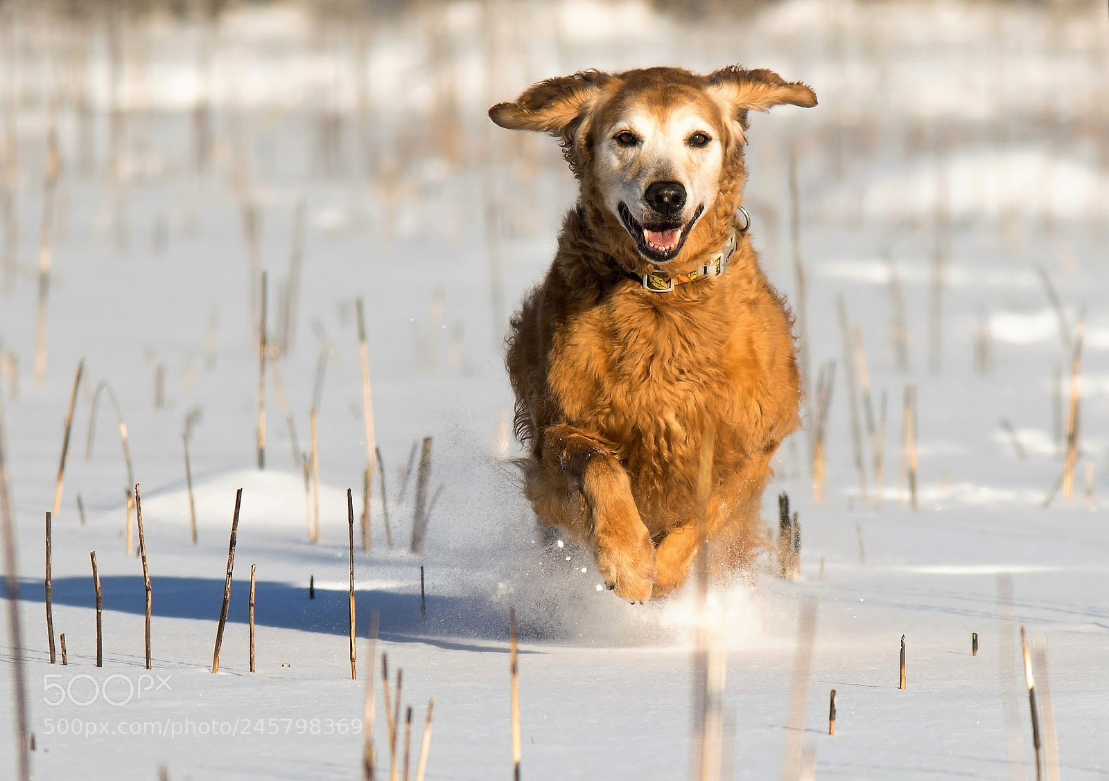 Nikon D7100 sample photo. Sunny snow day photography