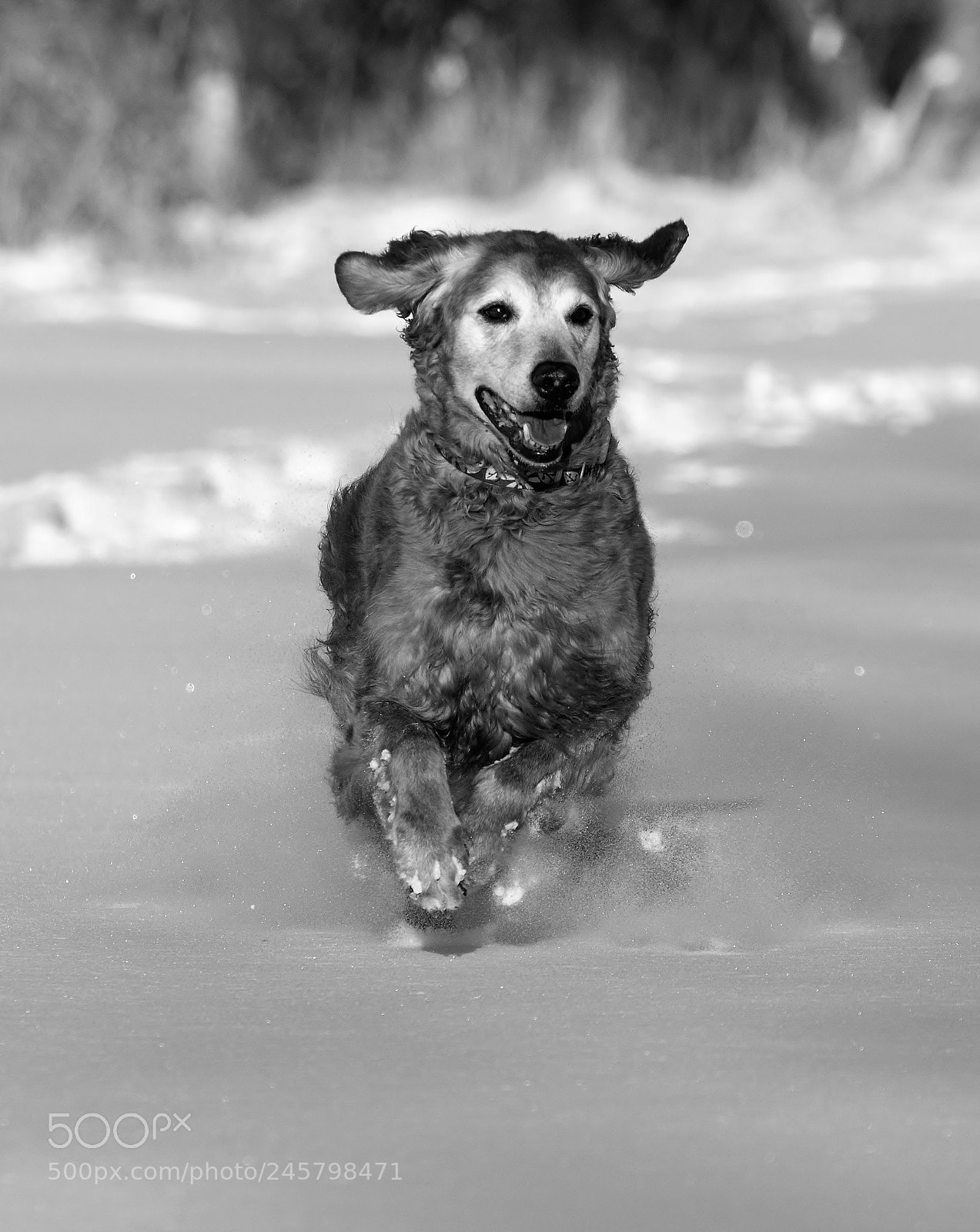Nikon D7100 sample photo. Bw snow run photography