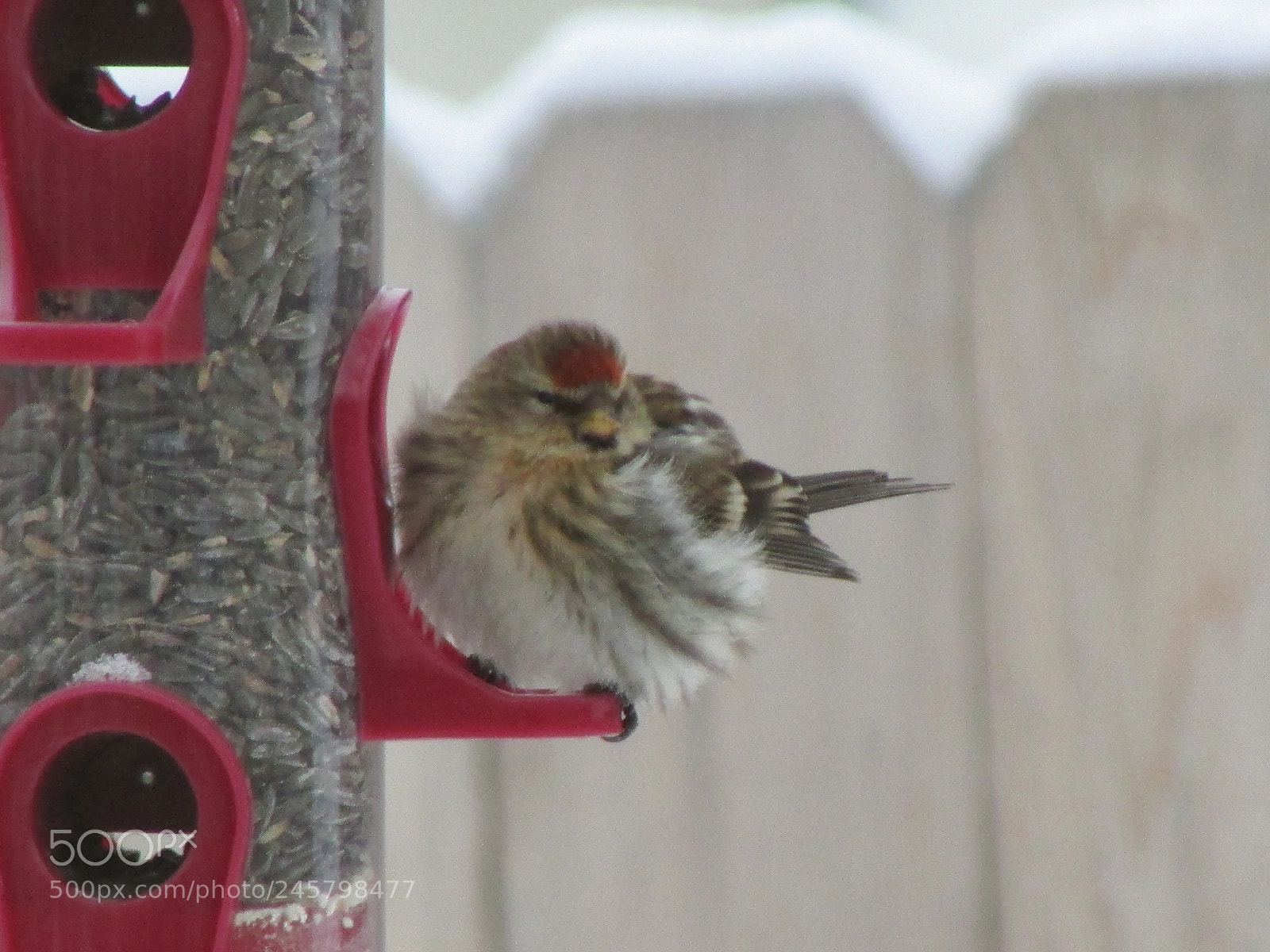 Canon PowerShot SX500 IS sample photo. Bird at feeder photography