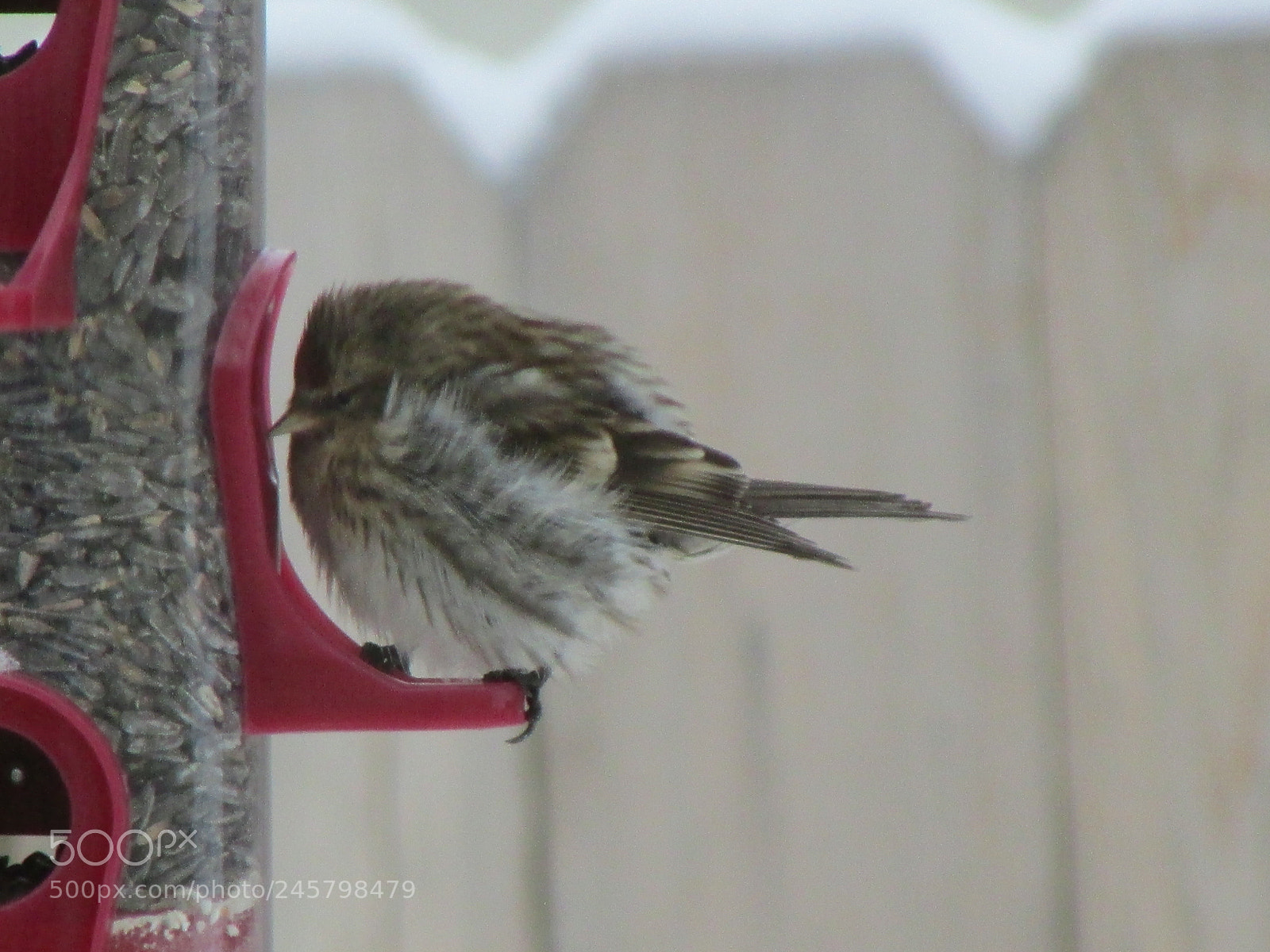 Canon PowerShot SX500 IS sample photo. Bird at feeder photography