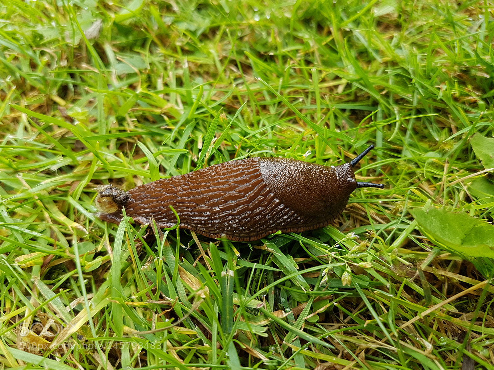 Samsung Galaxy S7 Edge sample photo. Spring time photography