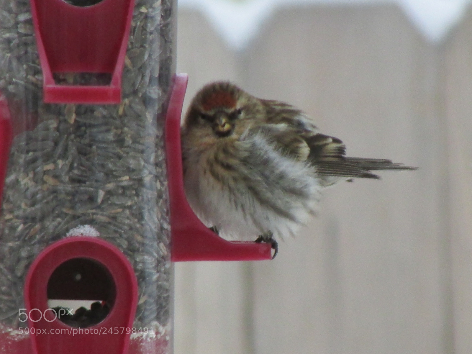 Canon PowerShot SX500 IS sample photo. Bird at feeder photography