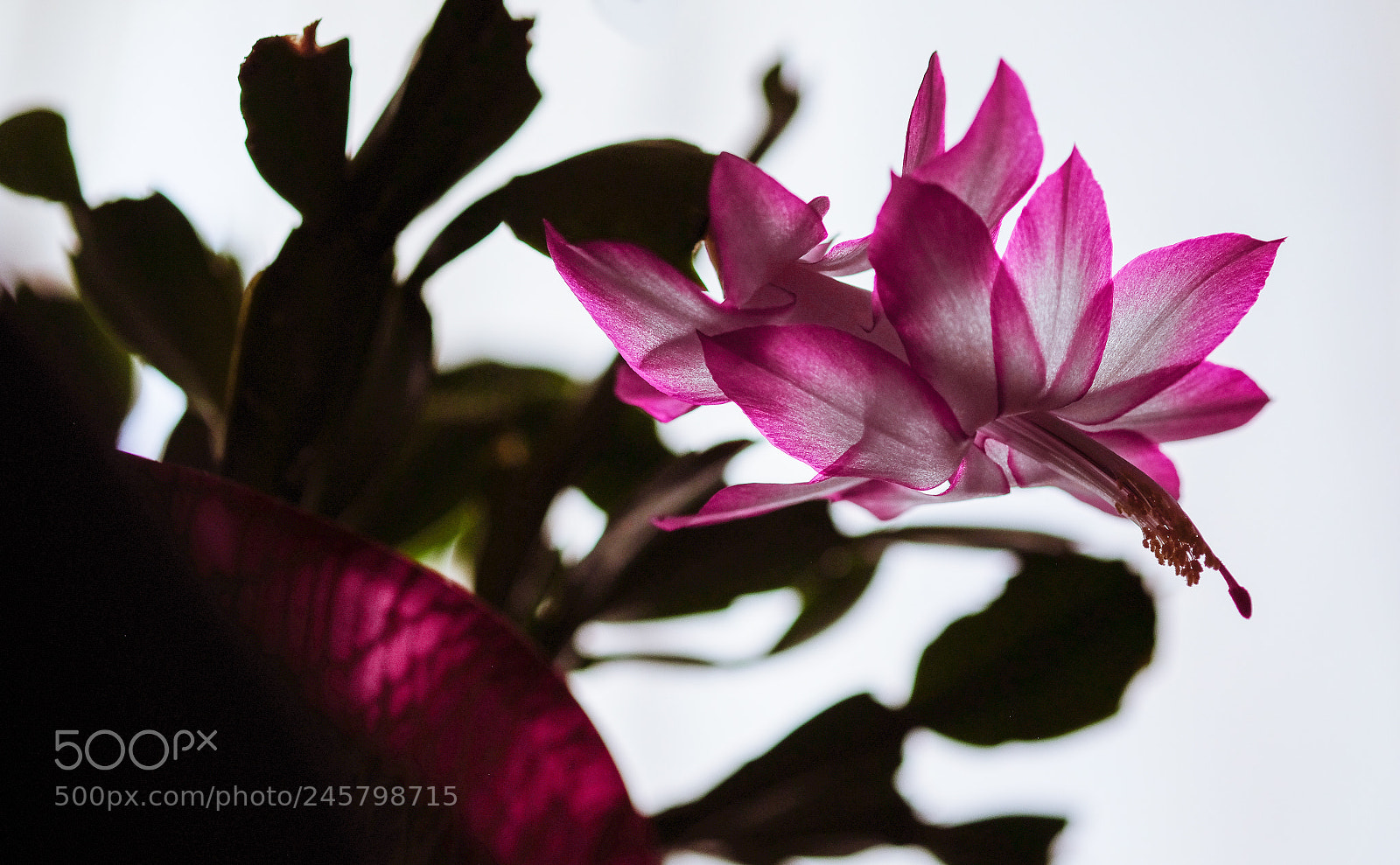 Fujifilm X-T2 sample photo. Christmas cactus photography