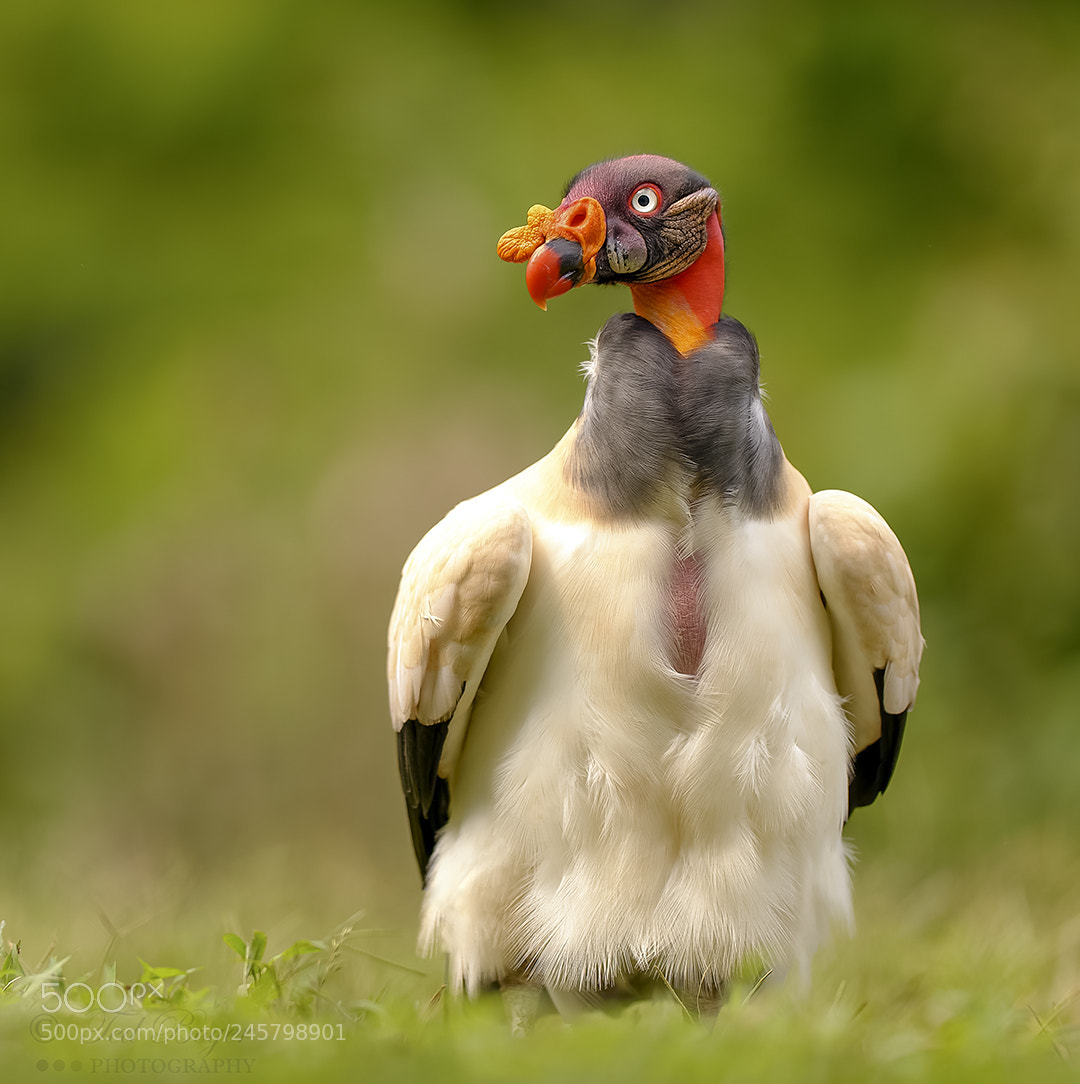 Nikon D4 sample photo. Ruffled king vulture photography