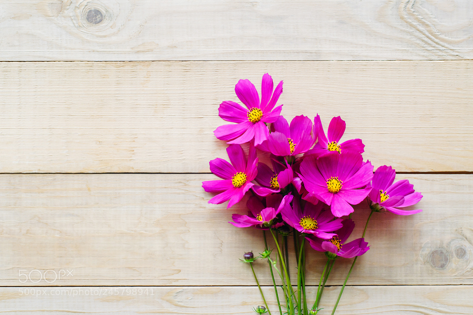 Nikon D600 sample photo. Bouquet of cosmos flower photography