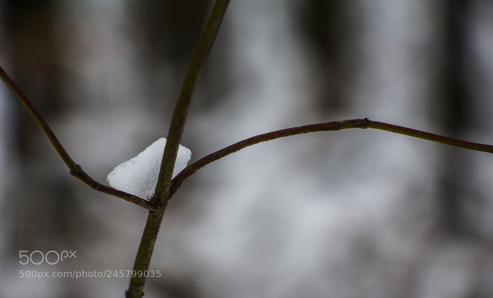 Canon EOS 700D (EOS Rebel T5i / EOS Kiss X7i) sample photo. Mirabilis snow photography