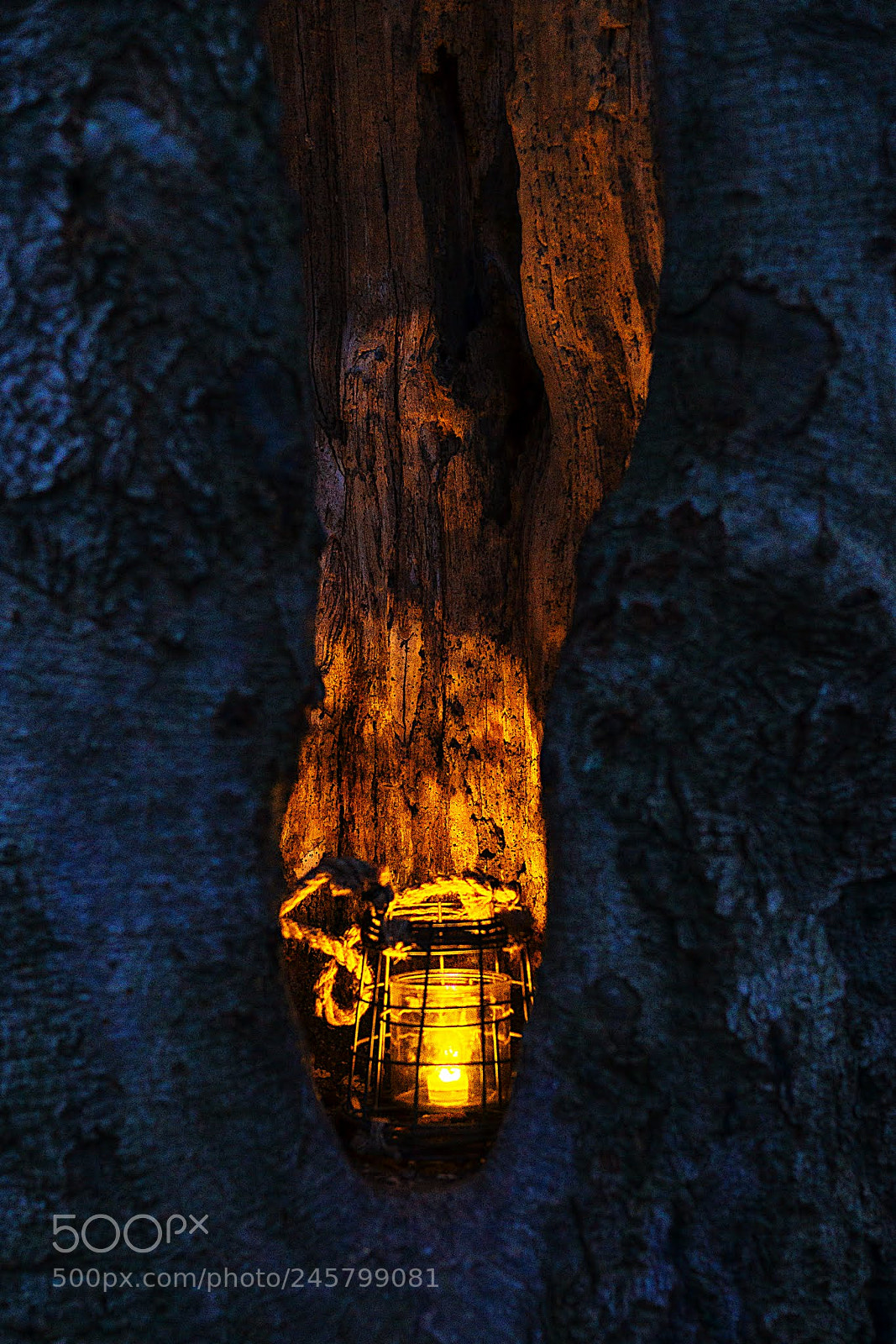Sony SLT-A99V sample photo. Woodlight photography