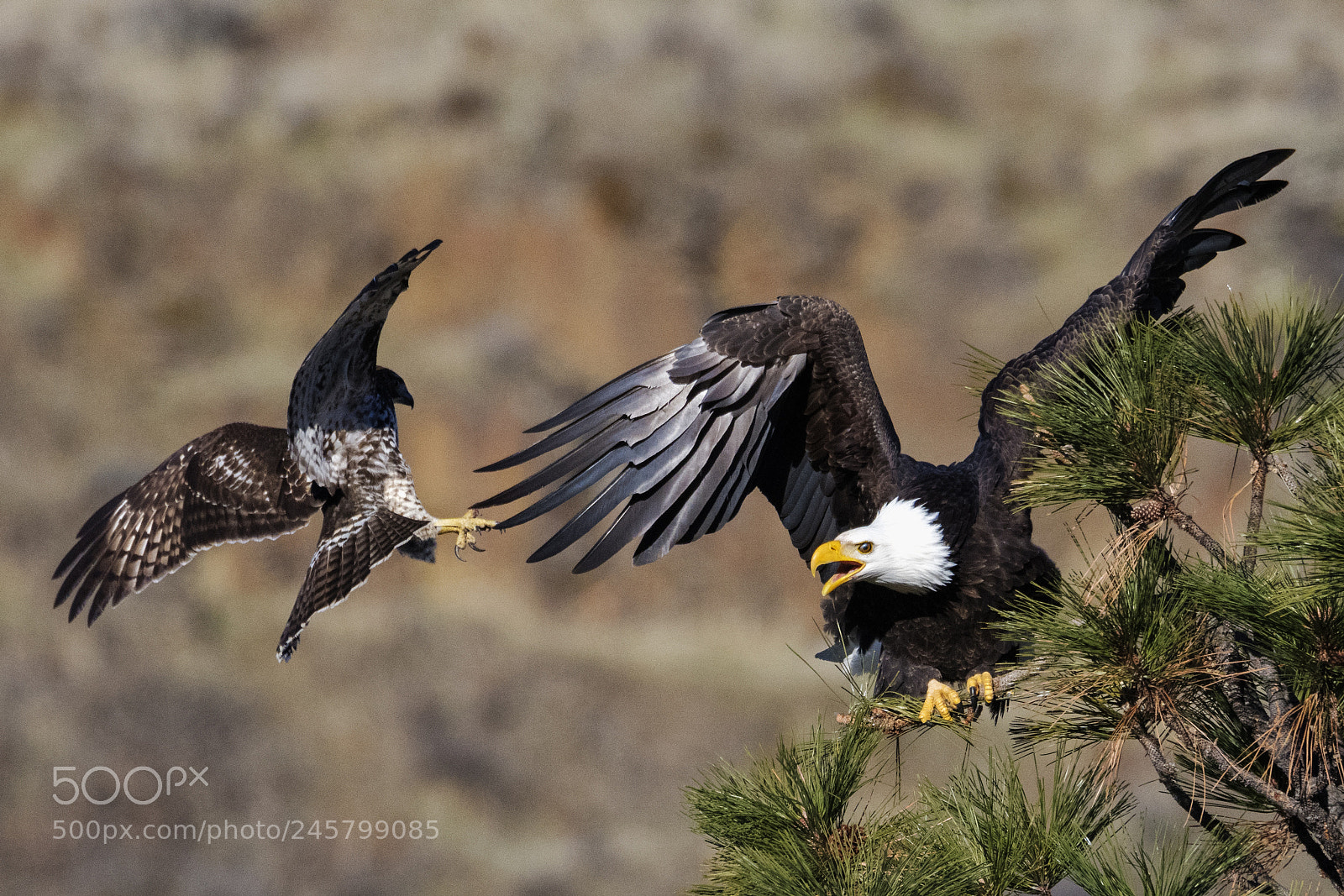 Nikon D850 sample photo. Hawk attack photography