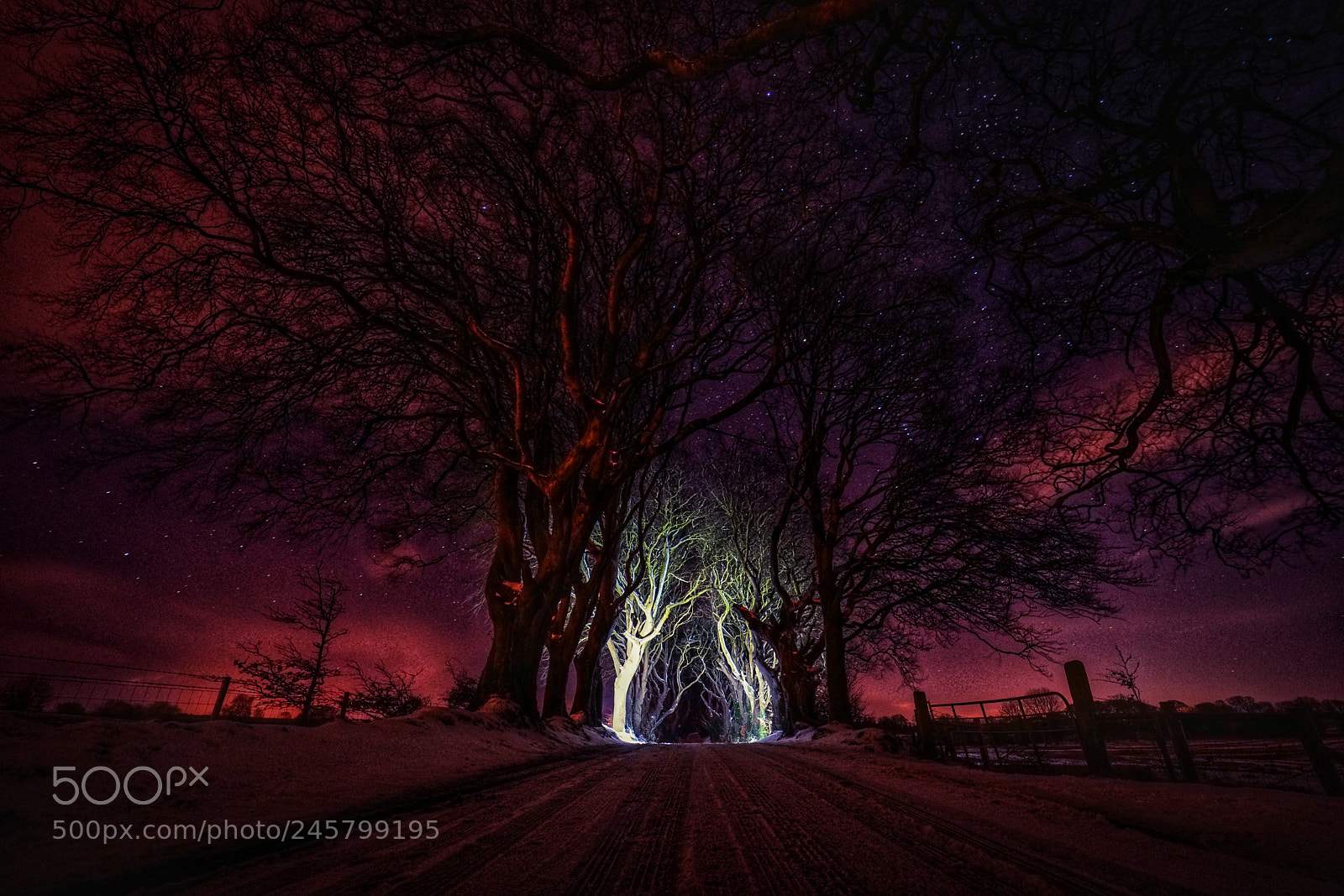 Sony a7R II sample photo. Dark hedges, different at photography