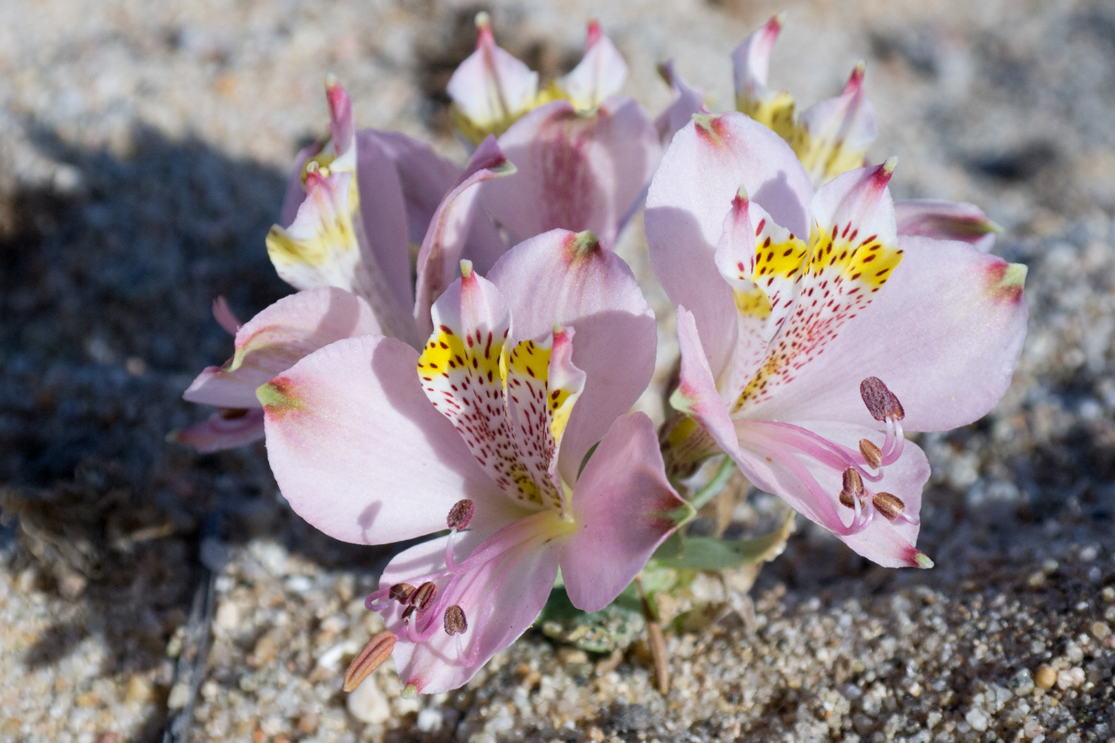 Samsung NX11 sample photo. Flor photography