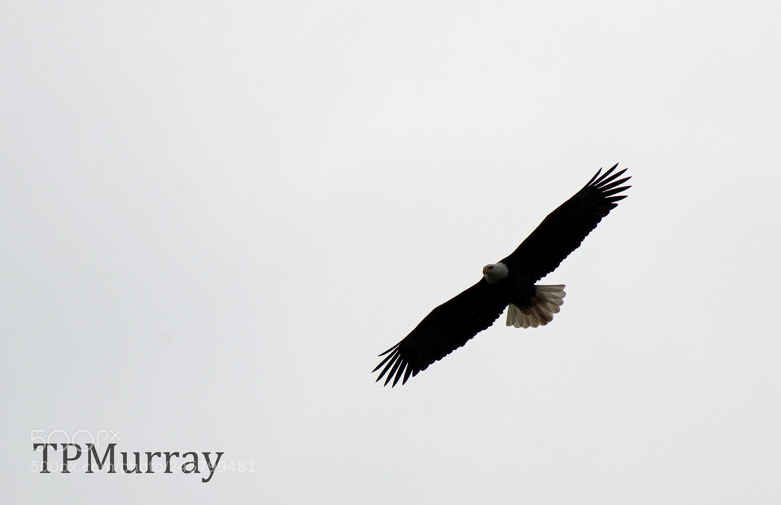 Canon EOS 600D (Rebel EOS T3i / EOS Kiss X5) sample photo. Silhouette  photography