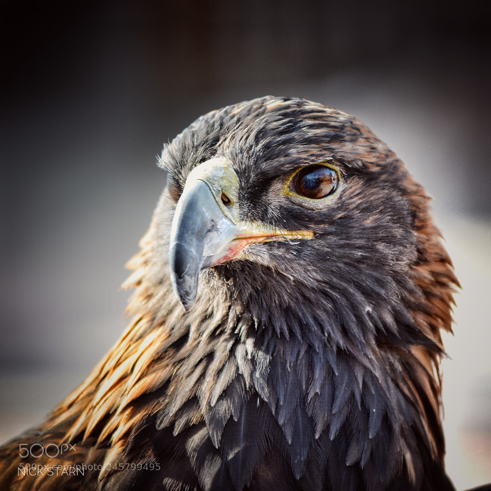Nikon D7100 sample photo. Untitled photography