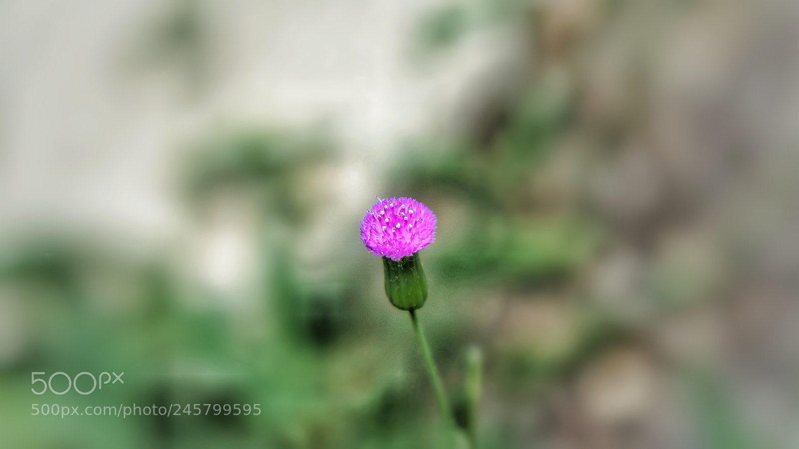 Sony Alpha NEX-5N sample photo. Untitled photography