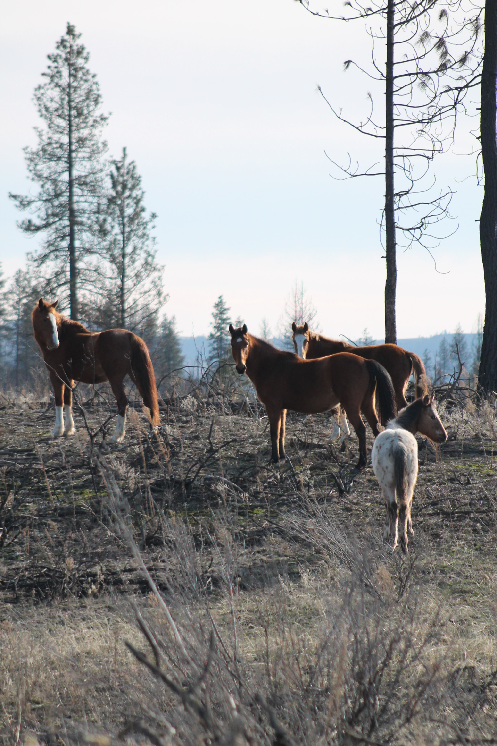 Canon EOS 1100D (EOS Rebel T3 / EOS Kiss X50) + EF75-300mm f/4-5.6 sample photo. Horses photography