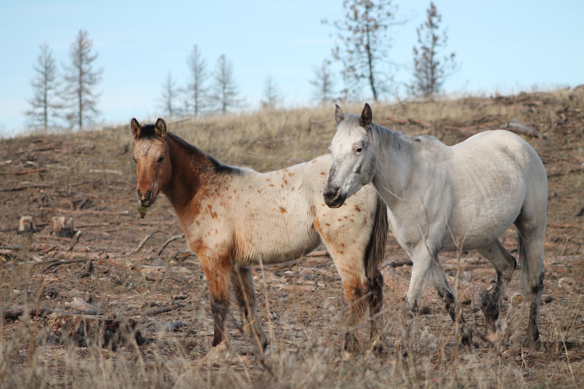 Canon EOS 1100D (EOS Rebel T3 / EOS Kiss X50) + EF75-300mm f/4-5.6 sample photo. Horses photography