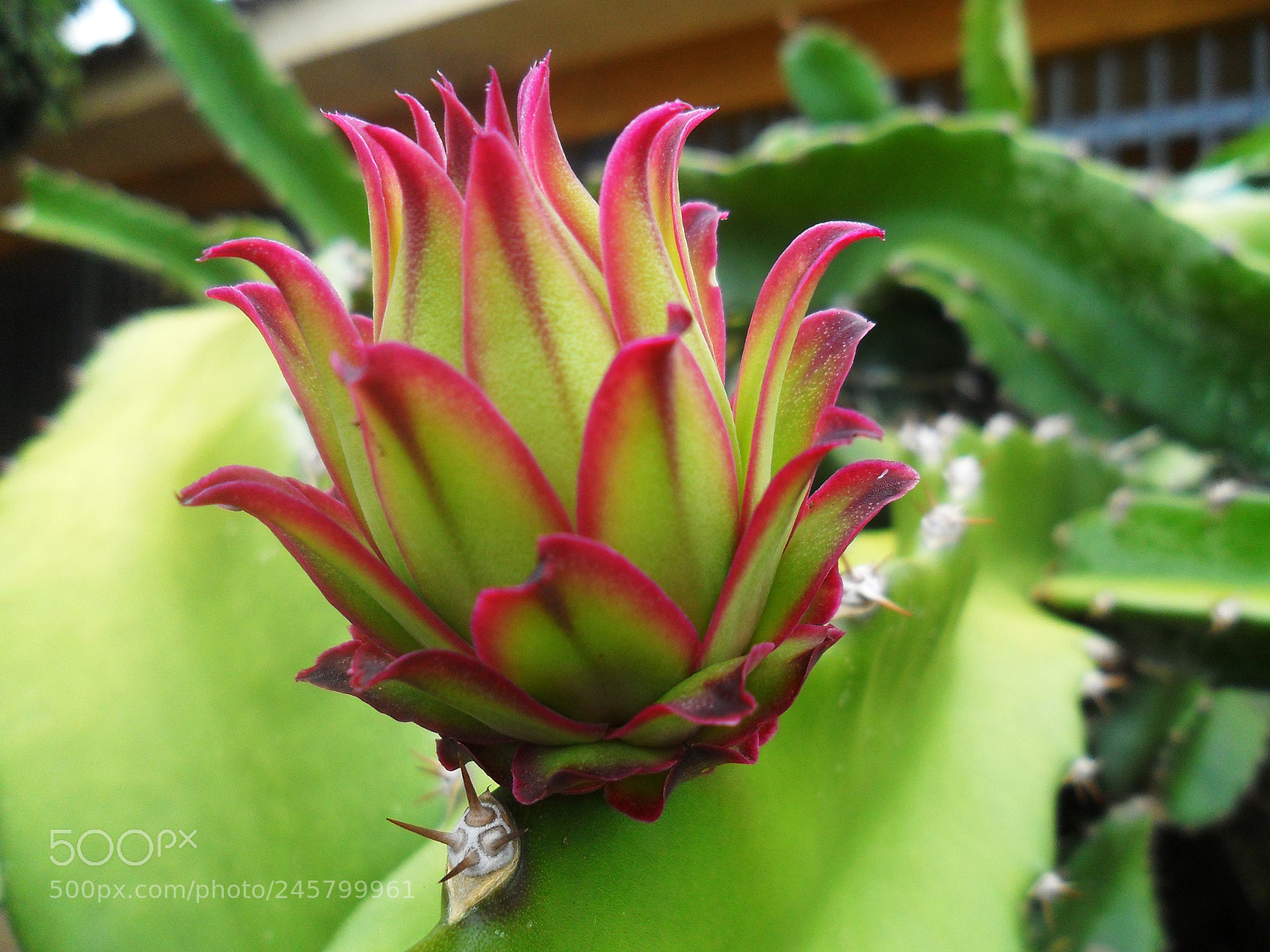 Samsung ES65, ES67 / VLUU ES65, ES67 /  SL50 sample photo. Flor de cactus photography