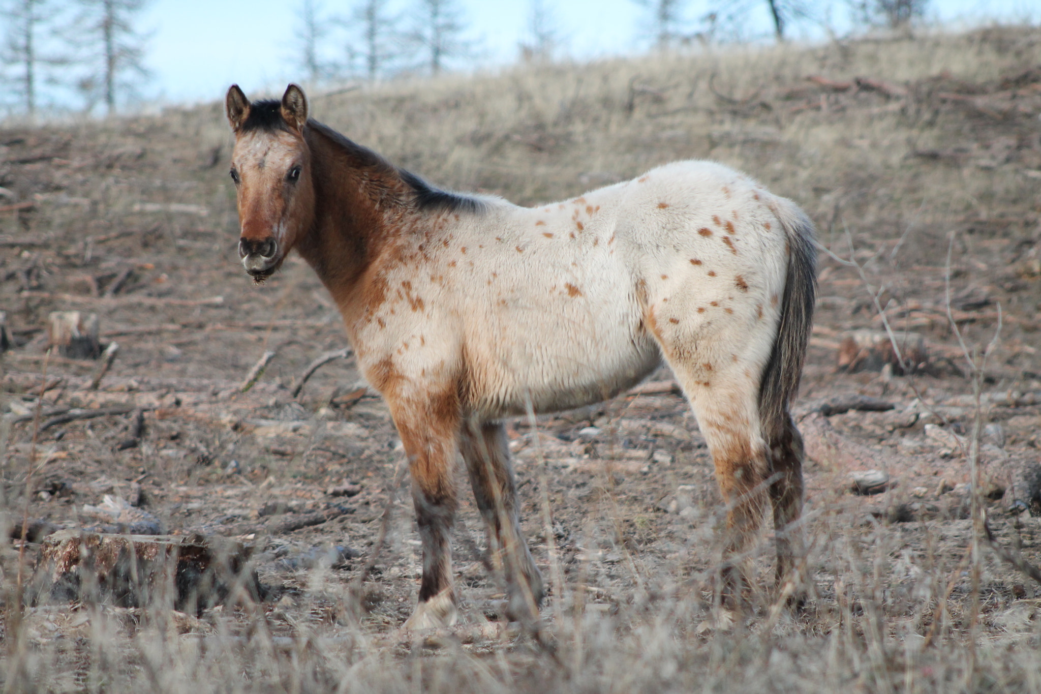 Canon EOS 1100D (EOS Rebel T3 / EOS Kiss X50) + EF75-300mm f/4-5.6 sample photo. Horses photography