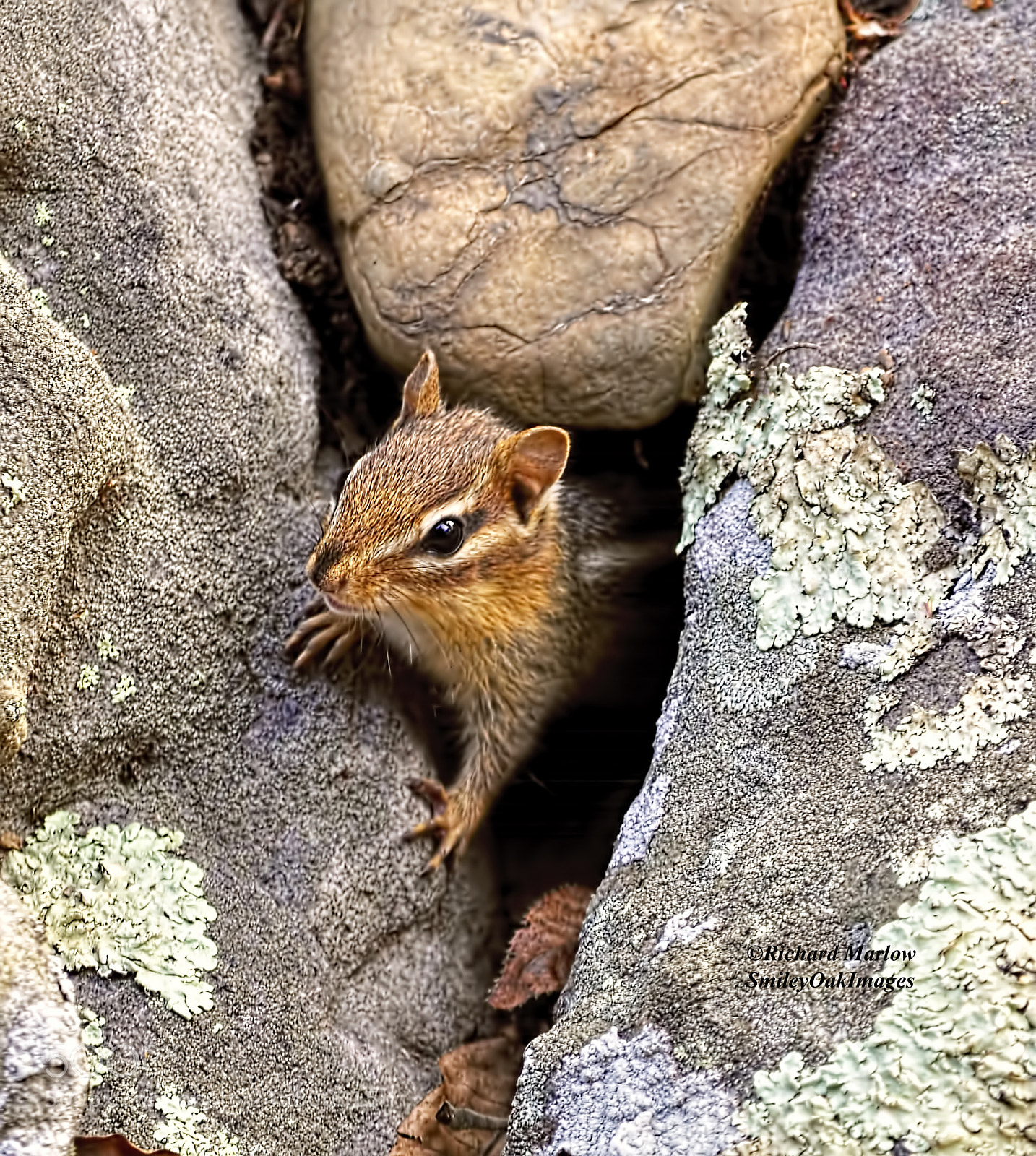 Nikon D5000 sample photo. Chipmunk in rocks photography