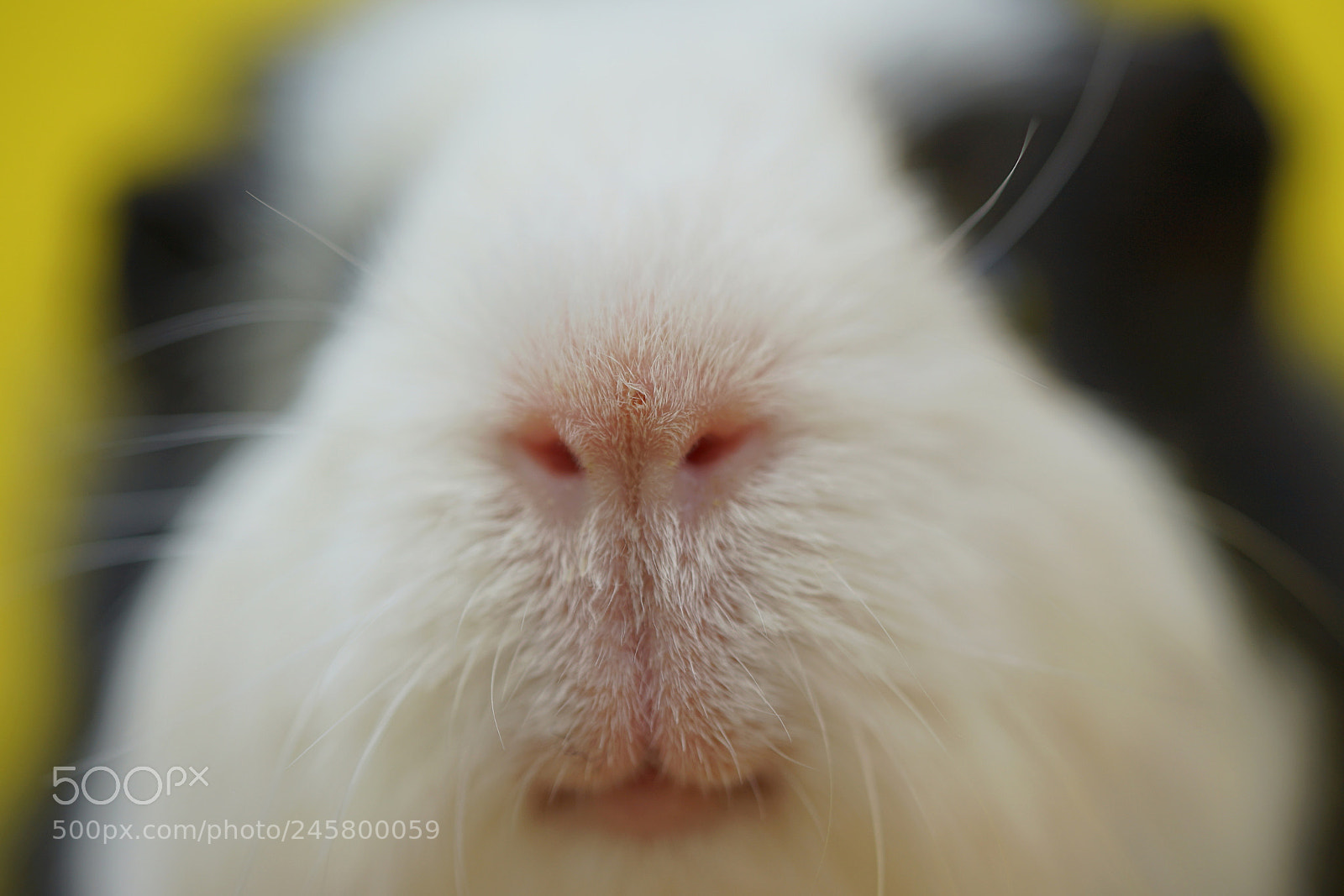 Sony a7 II sample photo. Moff, moff photography