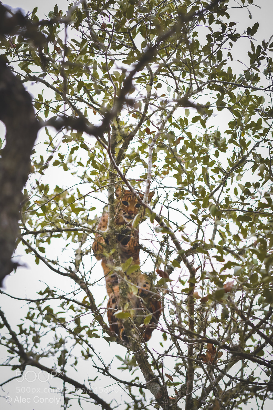 Nikon D3400 sample photo. Eyes in the sky photography