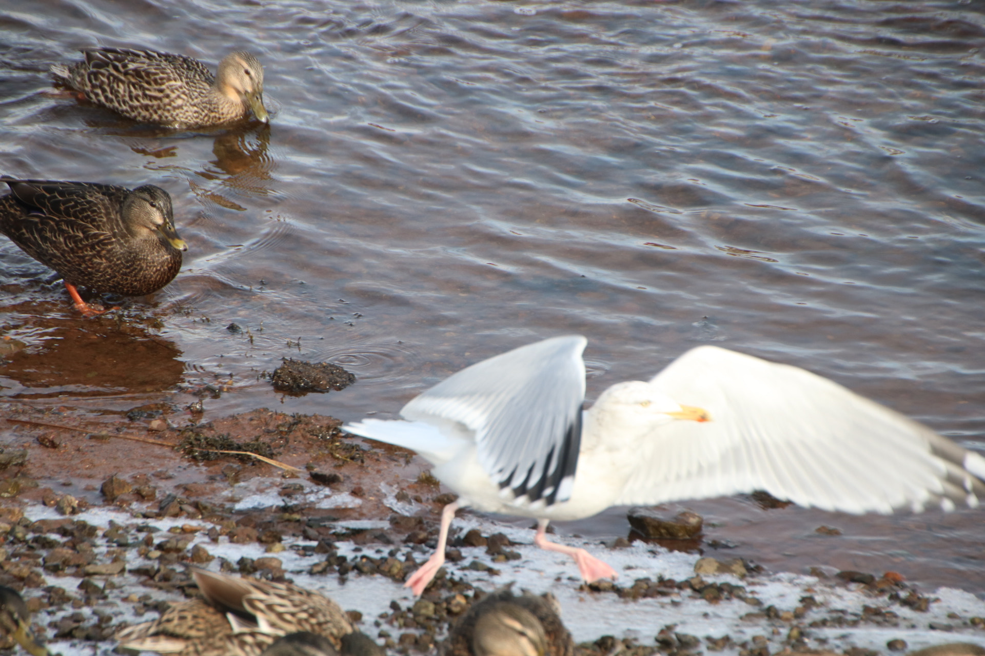 Canon EOS 750D (EOS Rebel T6i / EOS Kiss X8i) sample photo