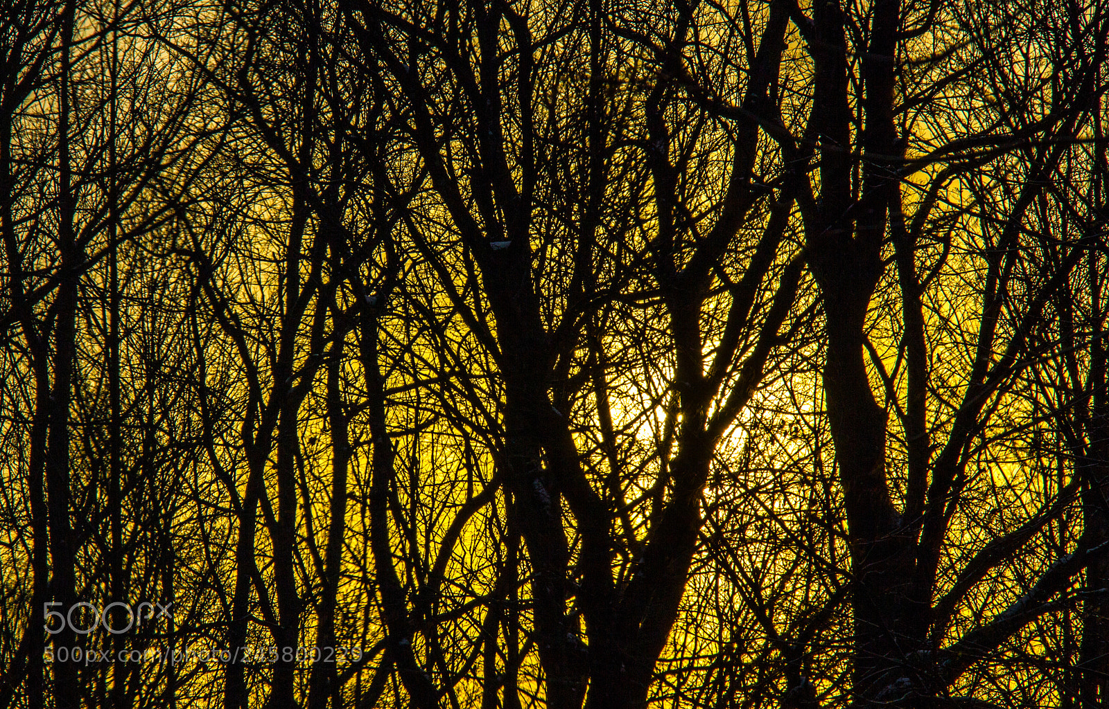 Canon EOS 550D (EOS Rebel T2i / EOS Kiss X4) sample photo. Early morning trees photography