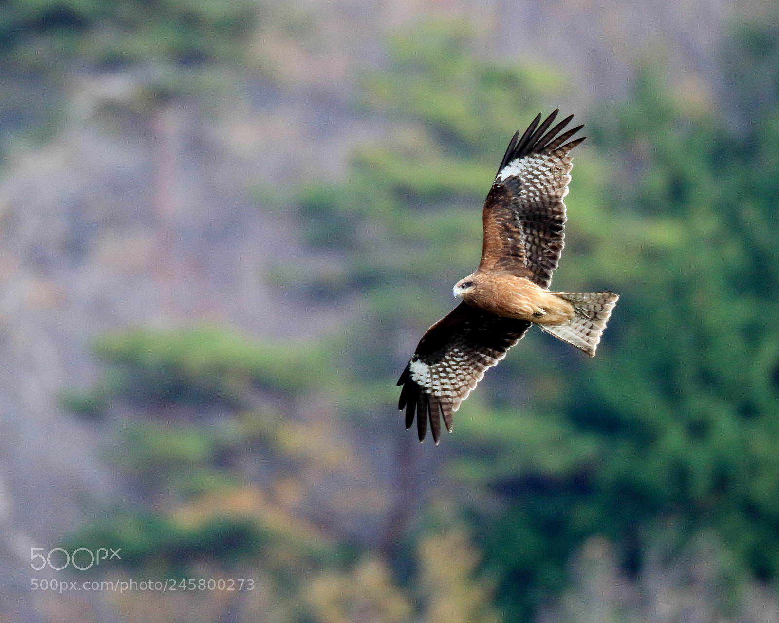 Canon EOS 7D Mark II sample photo. トビ black kite  photography