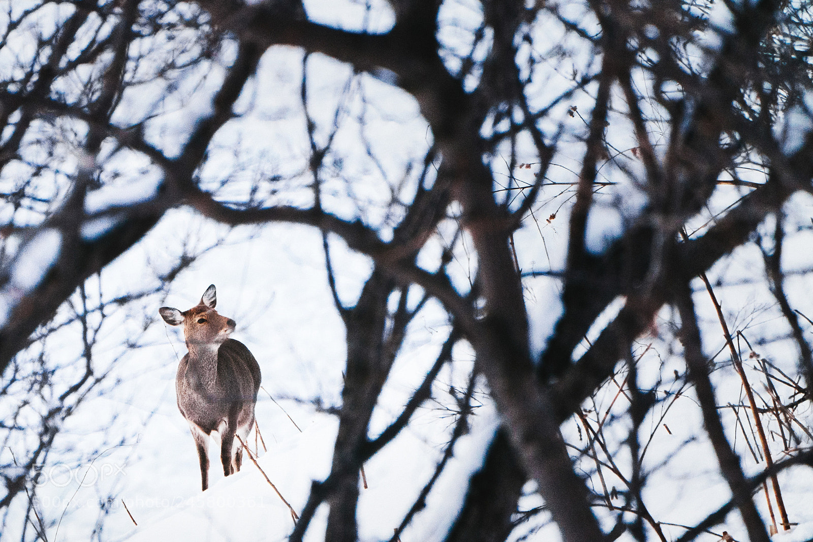 Sony a9 sample photo. Deer in forest photography