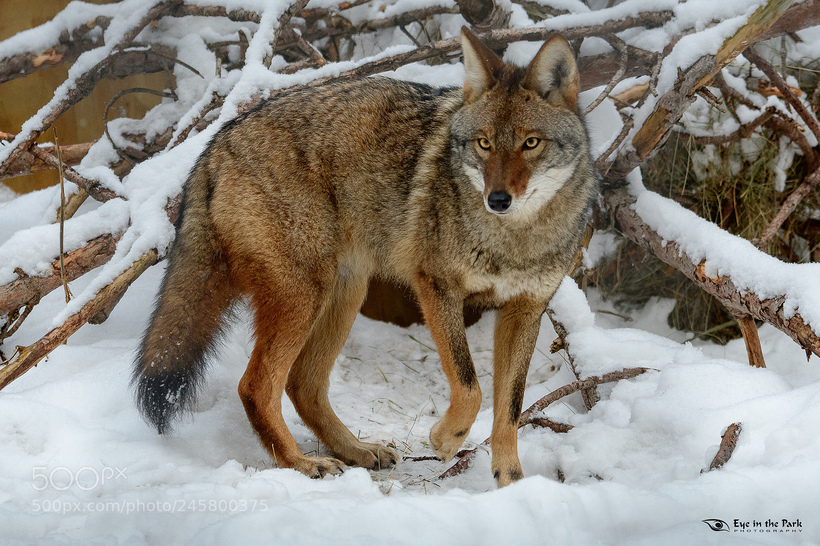 Nikon D7500 sample photo. Western coyote photography