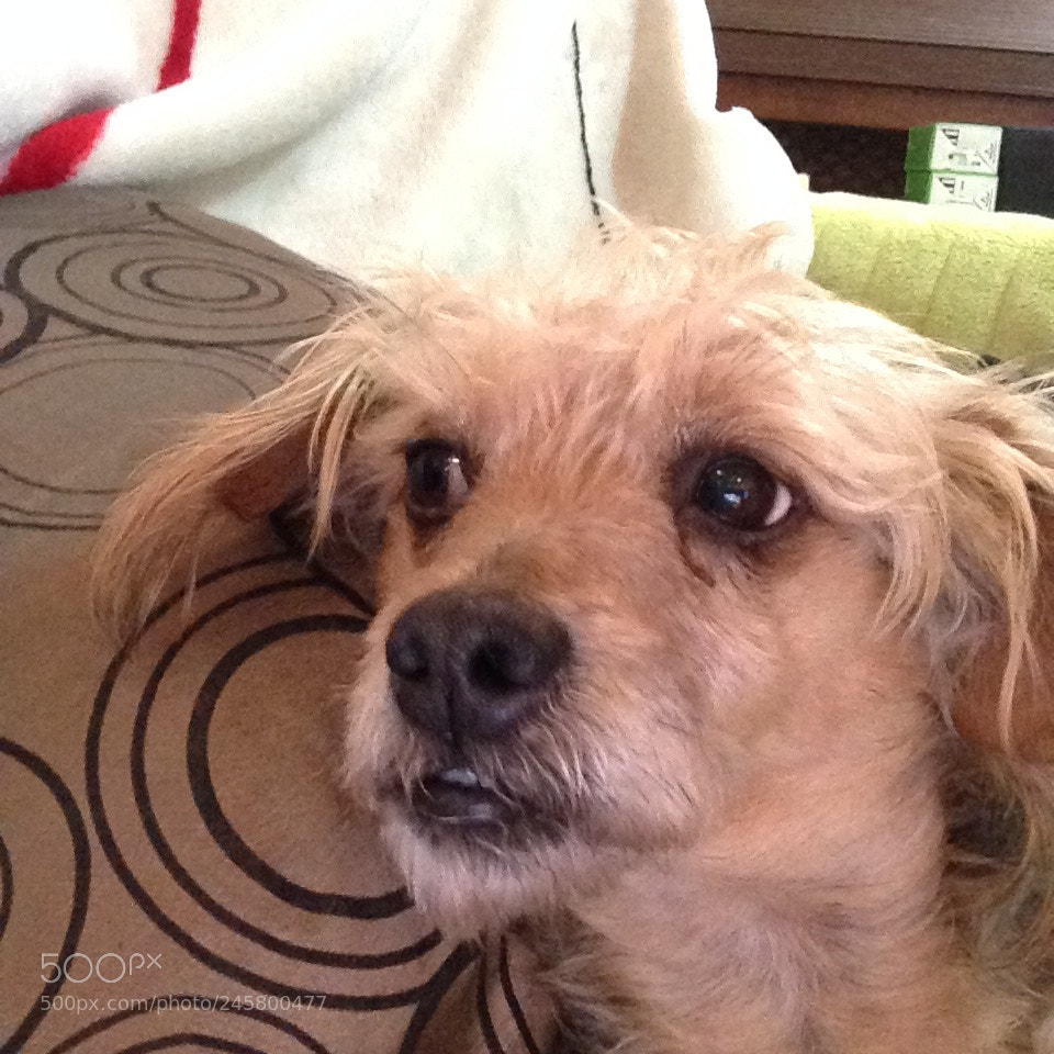 Apple iPad sample photo. Img photography