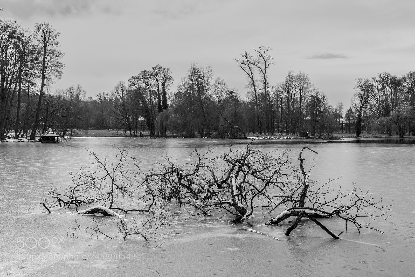 Sony a99 II sample photo. Trapped photography