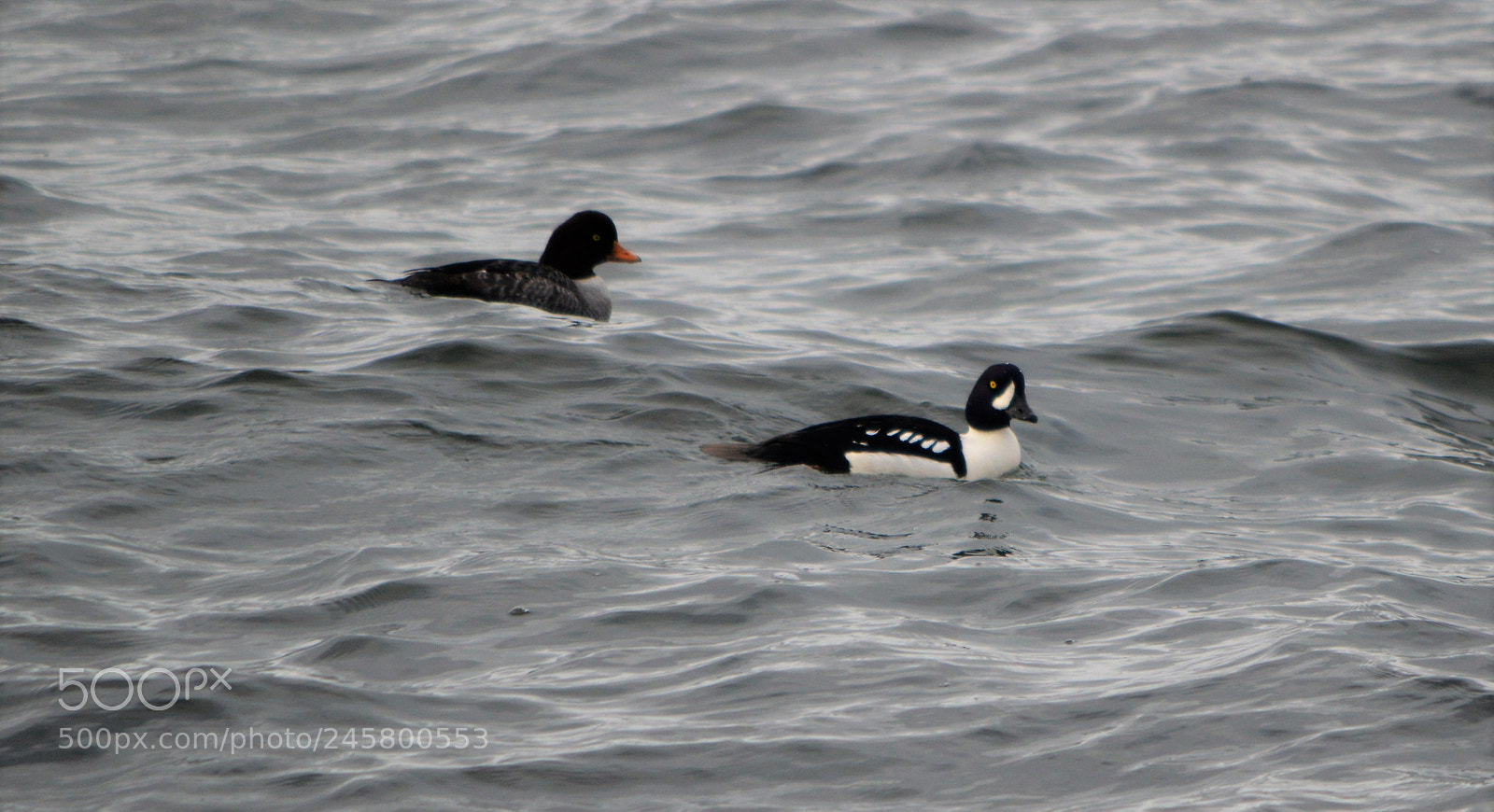 Nikon D3200 sample photo. Riding the waves photography