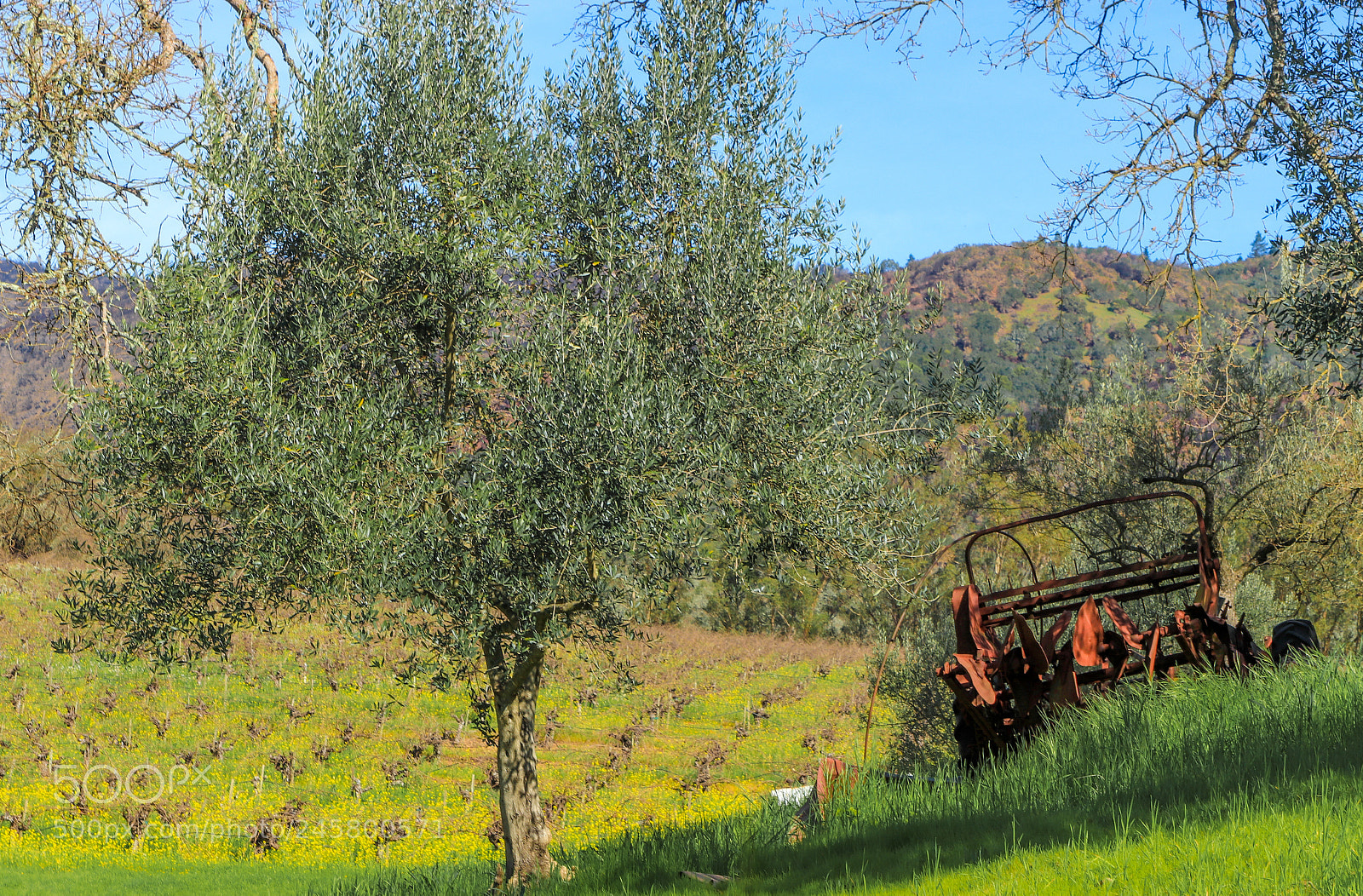 Canon EOS 77D (EOS 9000D / EOS 770D) sample photo. The olive tree and photography
