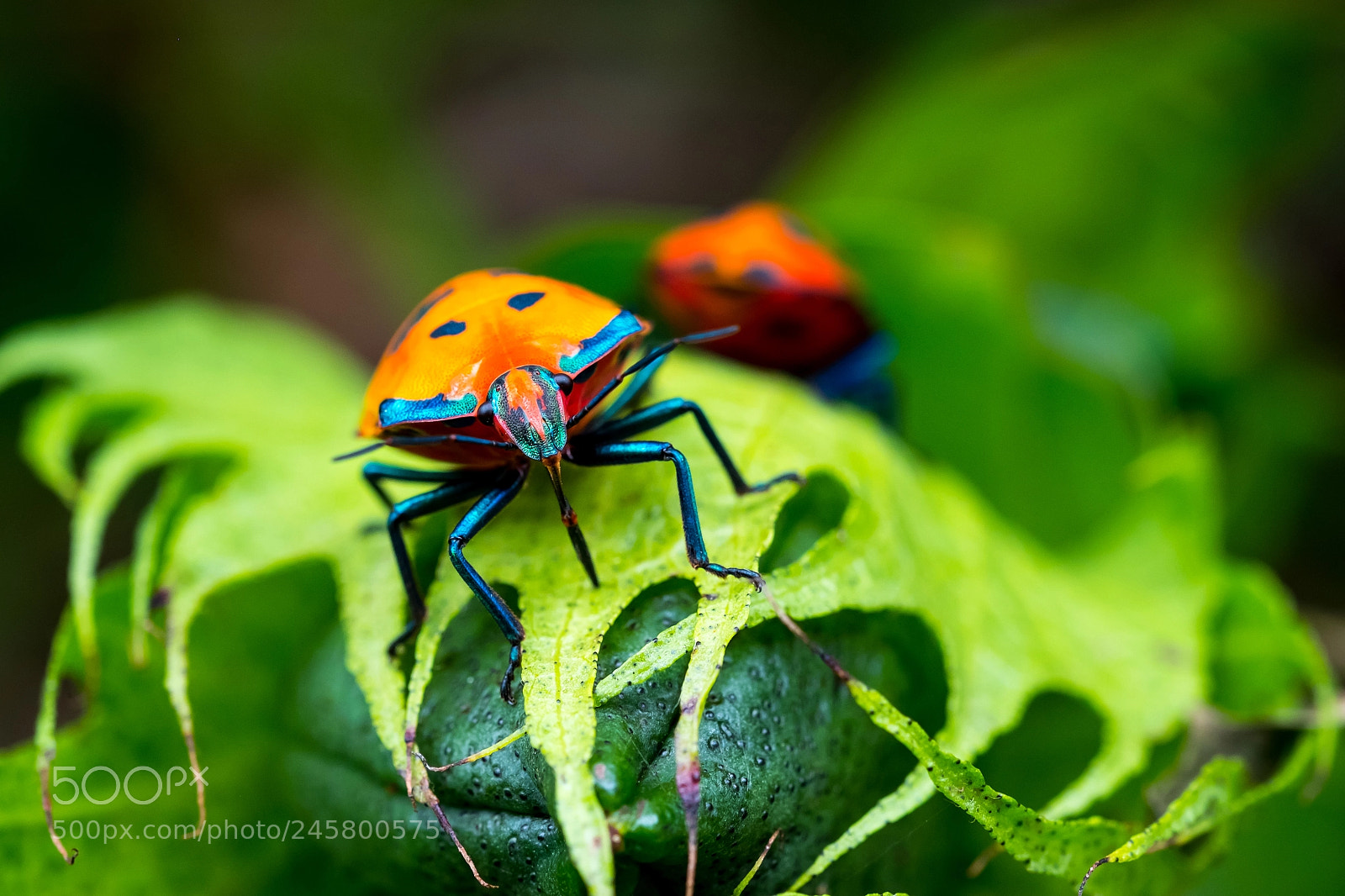 Fujifilm X-E2S sample photo. Big ladybug? photography
