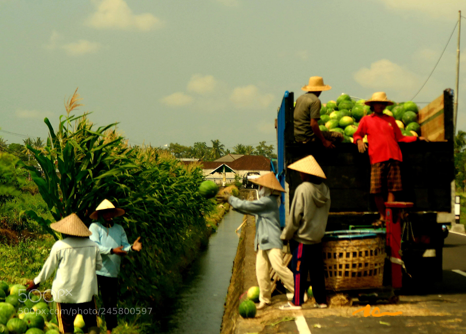 Samsung NX30 sample photo. Loading water melon. photography