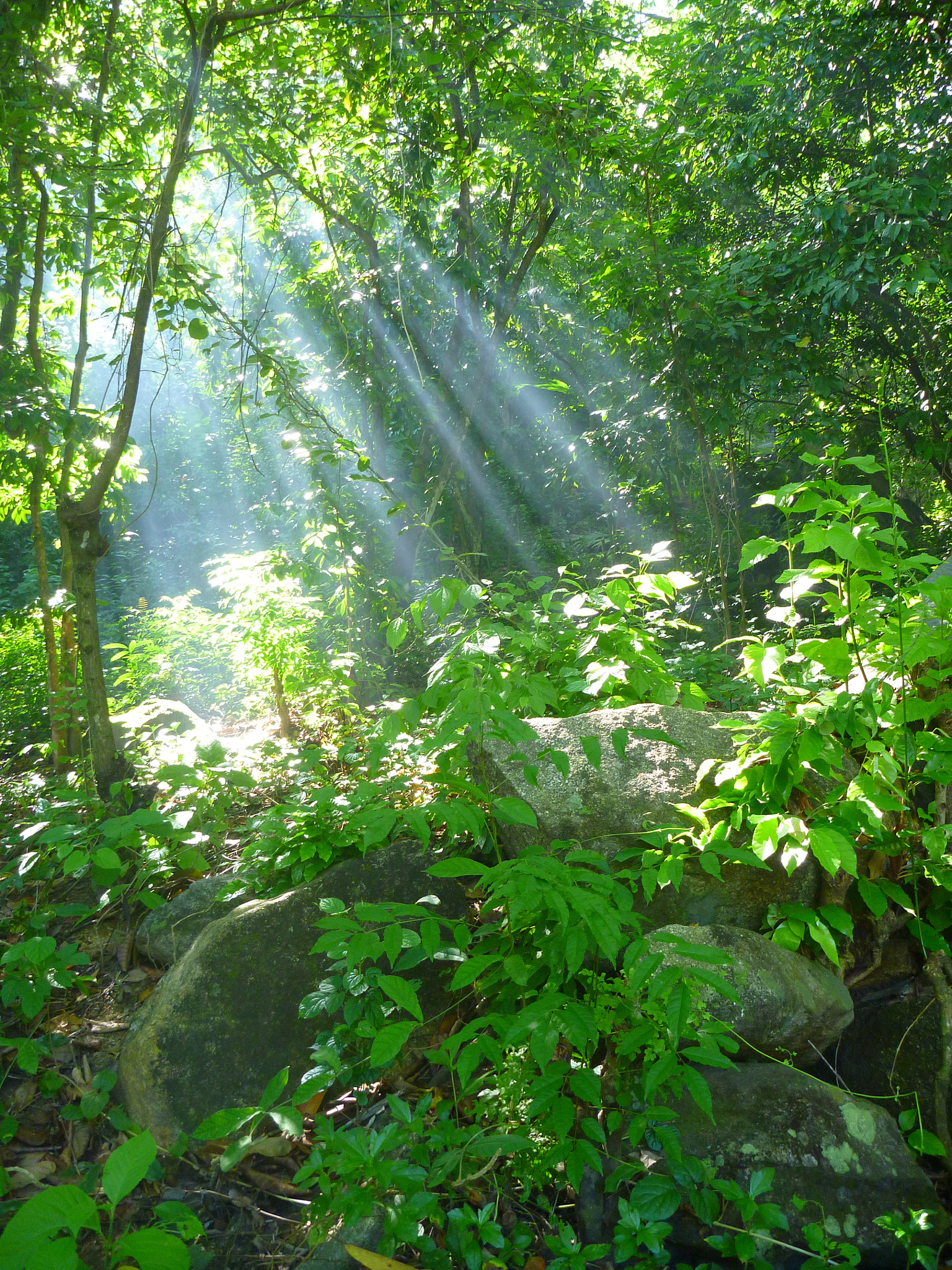 Panasonic DMC-TS2 sample photo. Forests of puerto vallarta photography