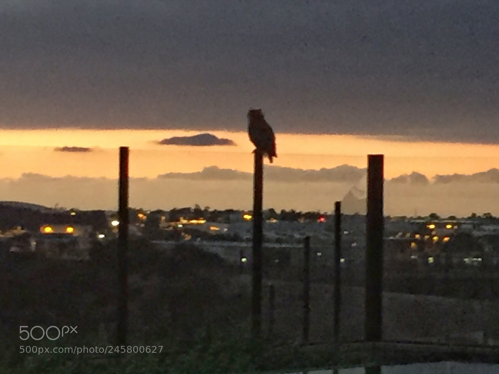Apple iPhone 6 sample photo. Great grey owl photography