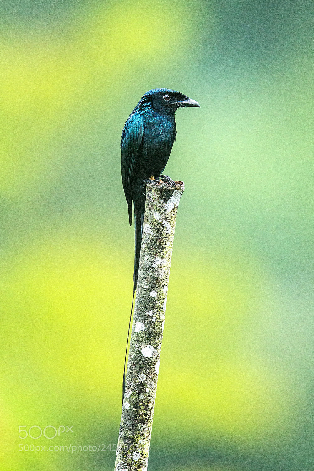 Canon EOS-1D X sample photo. Malaysia 2014 photography