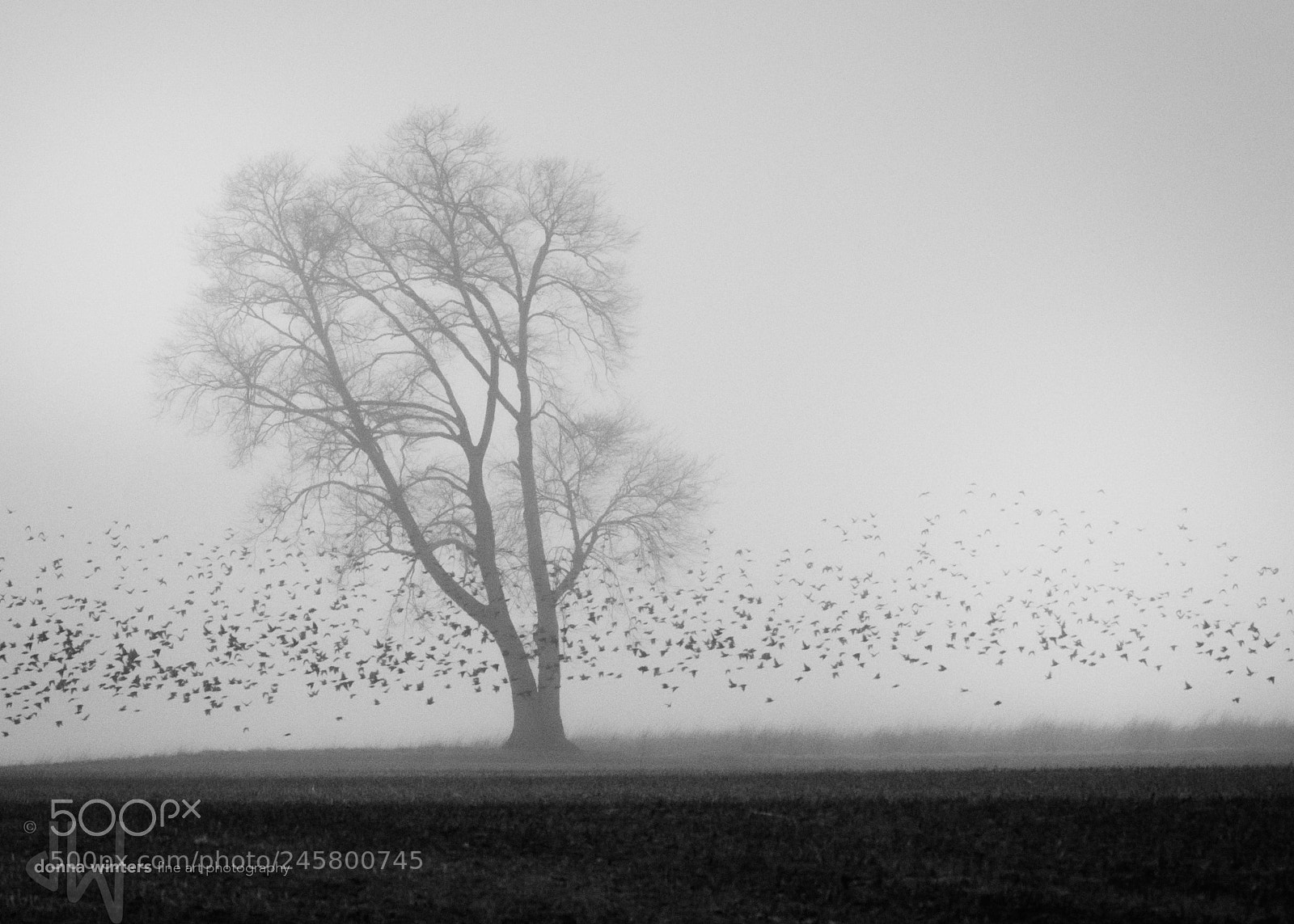 Nikon D850 sample photo. Land of mist and photography
