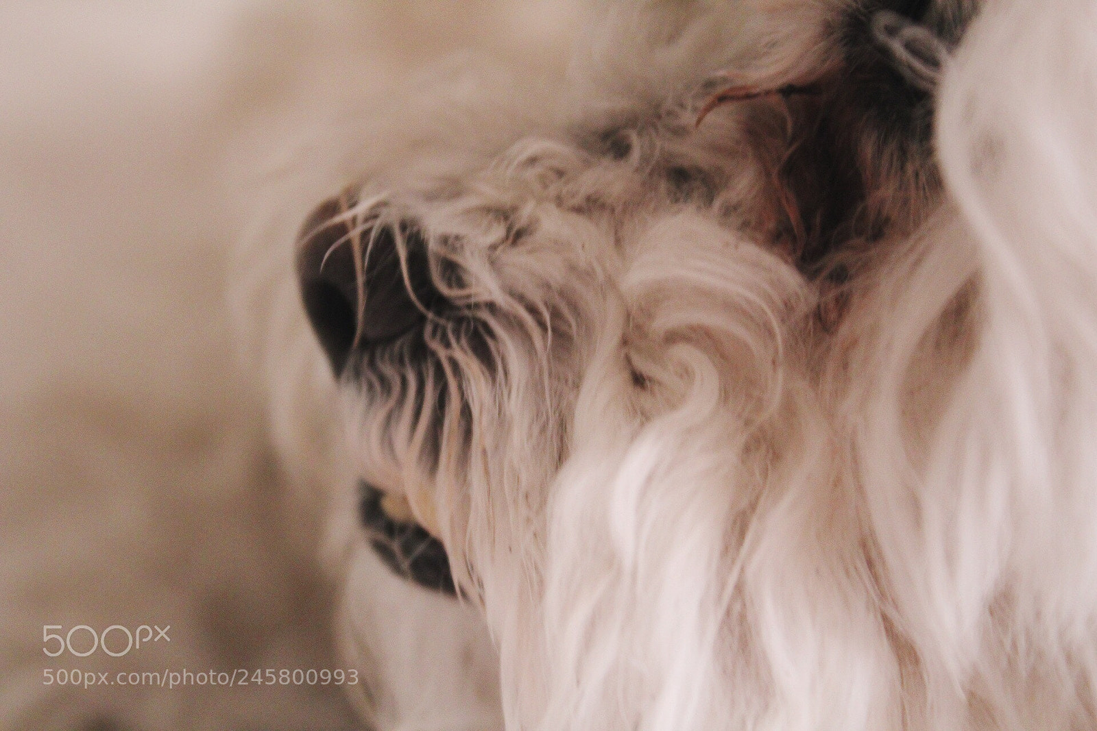 Canon EOS 1300D (EOS Rebel T6 / EOS Kiss X80) sample photo. Wet noses. photography