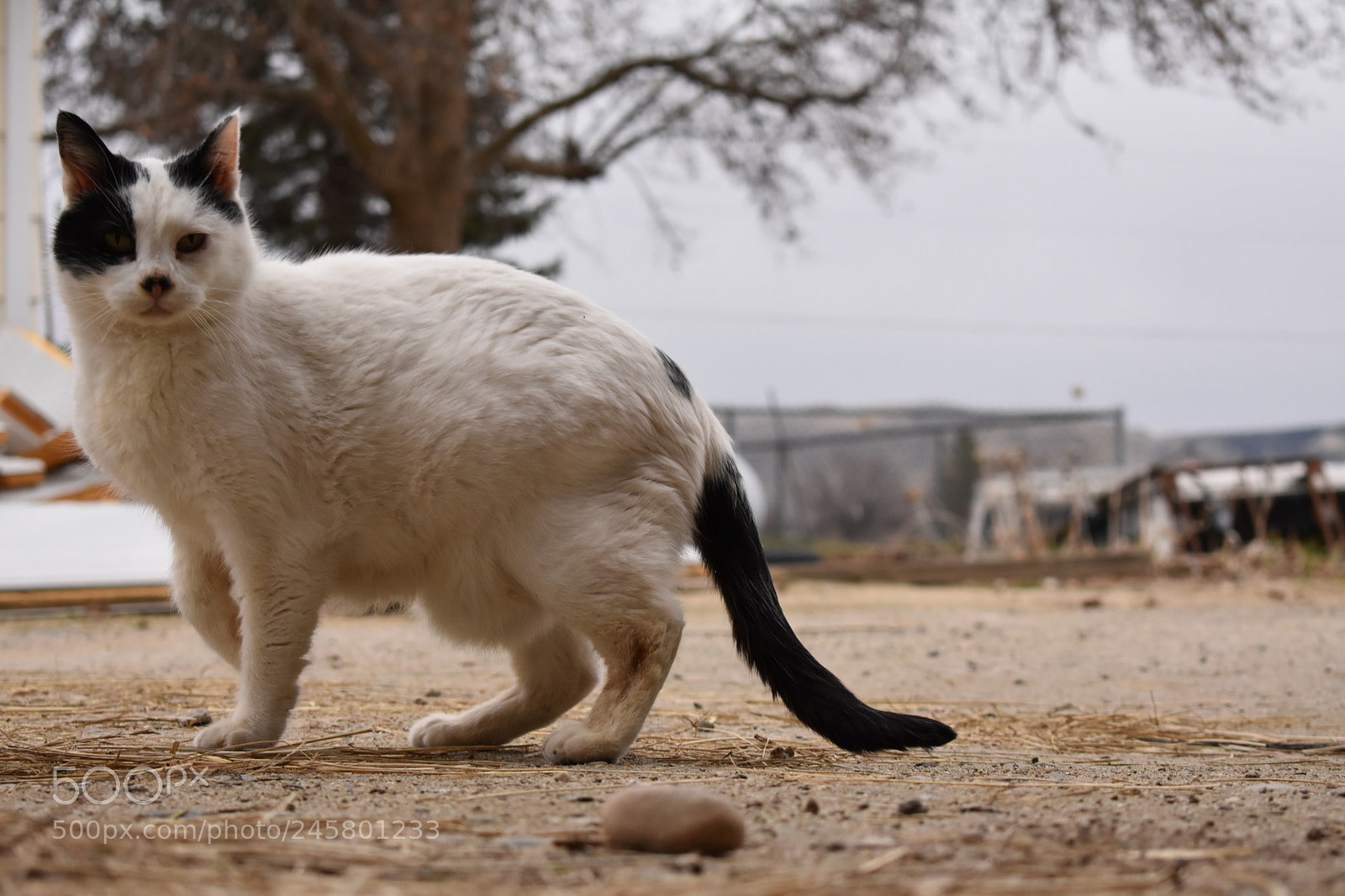 Nikon D3400 sample photo. Mama cat photography