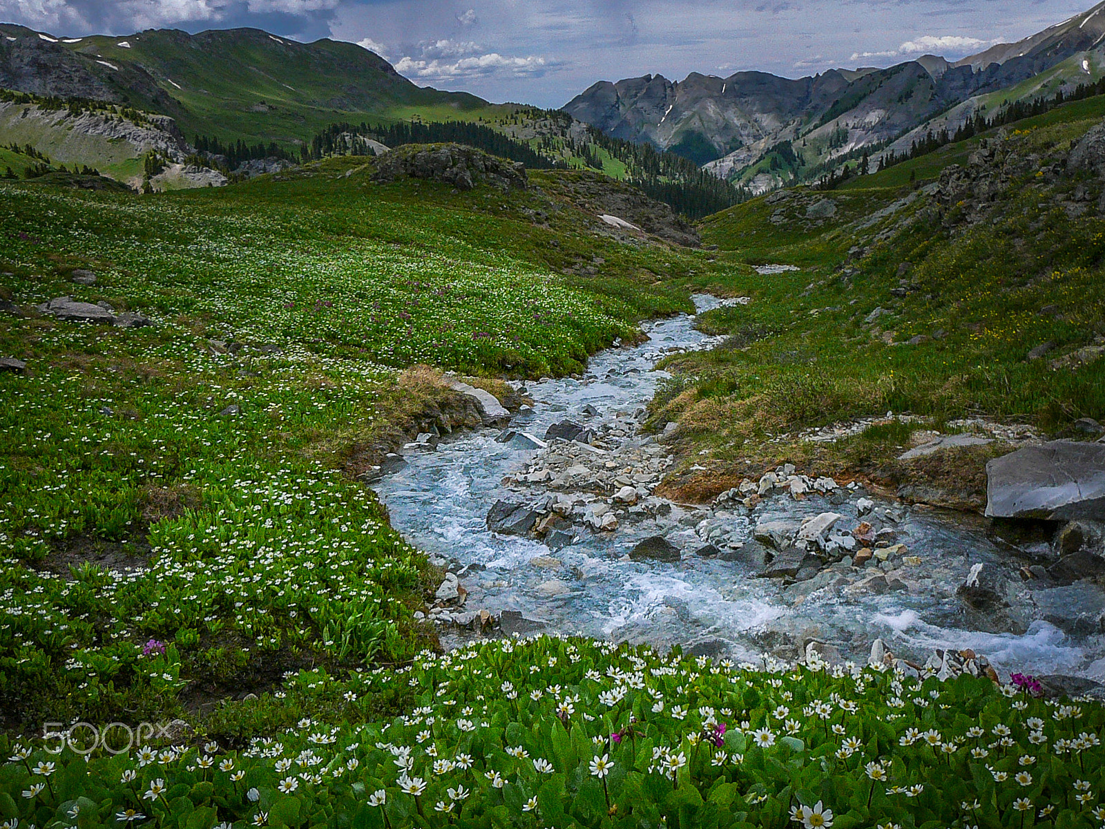 Panasonic DMC-TZ1 sample photo. Alpine fields of flowers white photography